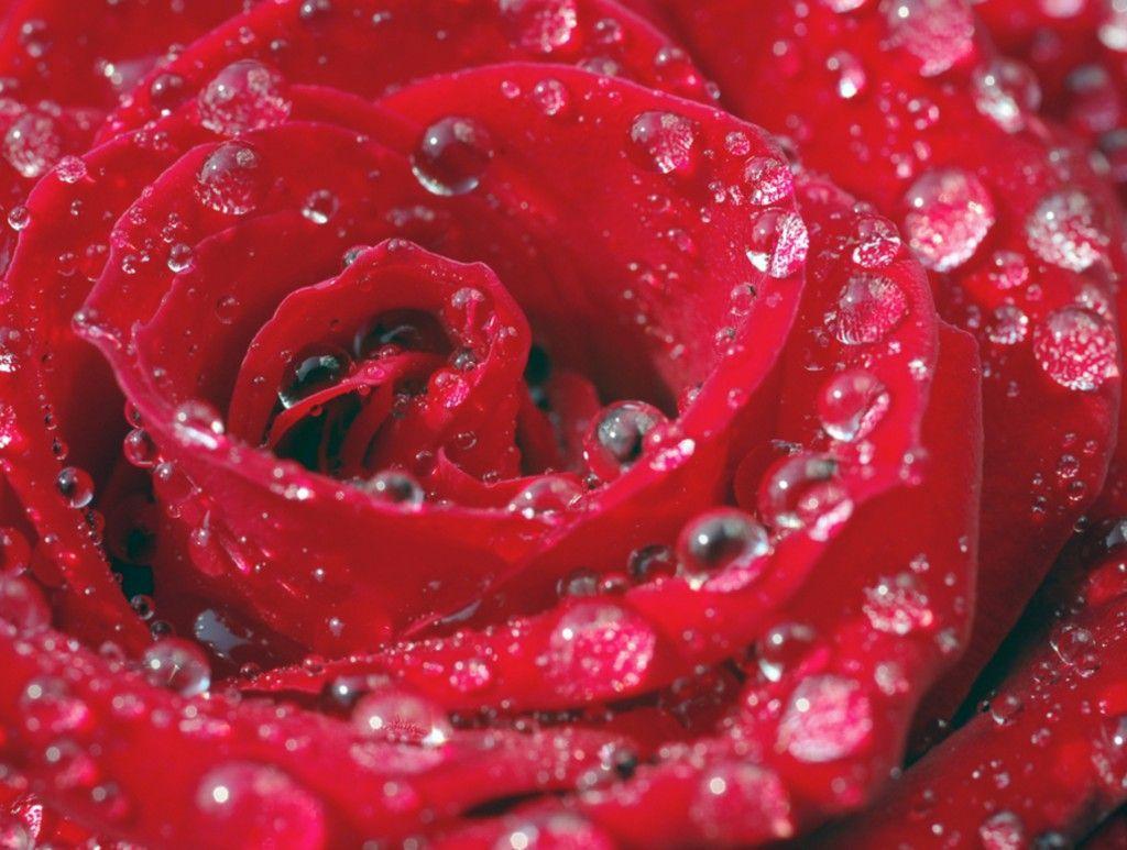 Rose Water Wallpapers - Top Free Rose Water Backgrounds - WallpaperAccess