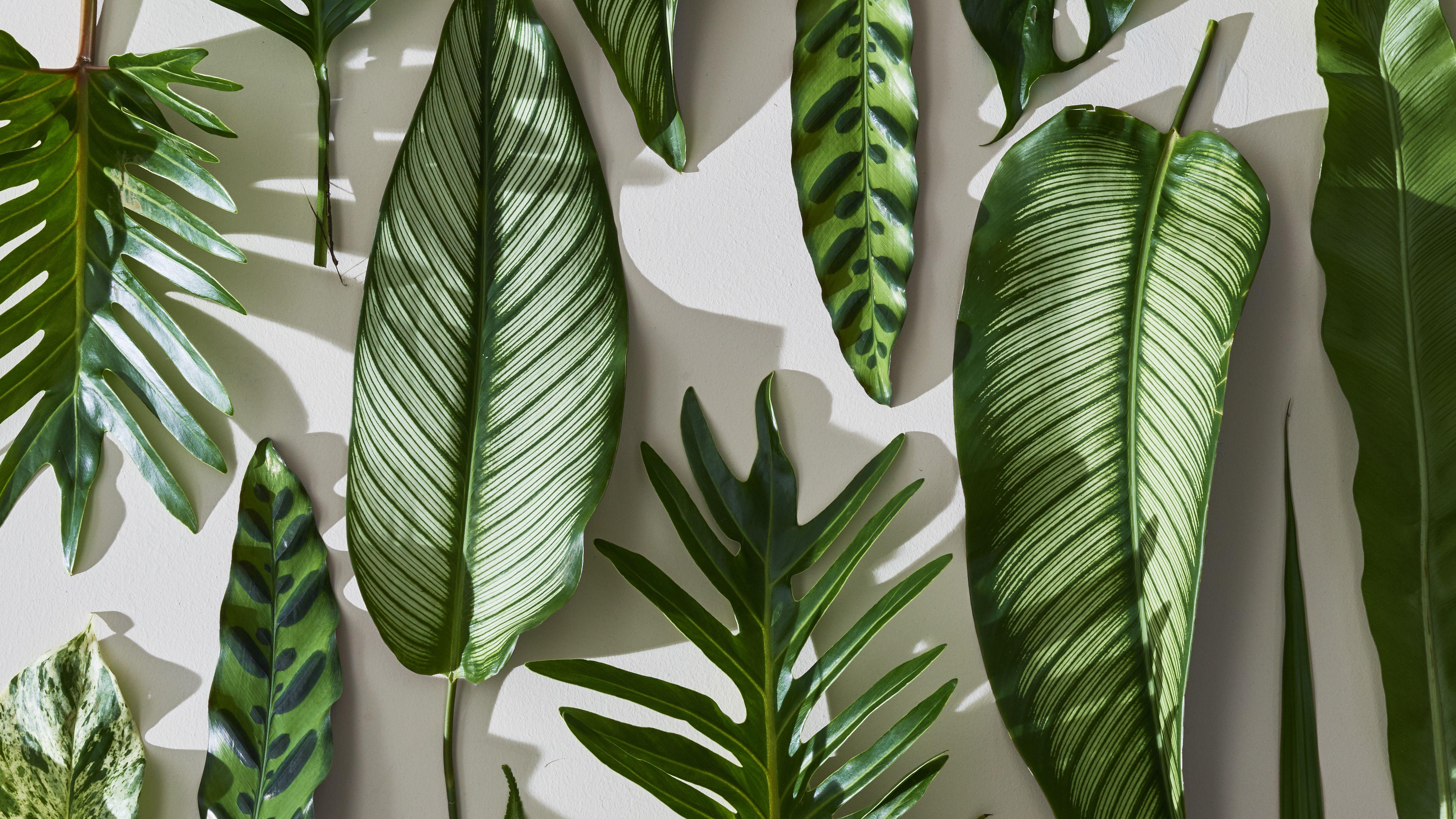 Tropical Wallpapers Top Free Tropical Backgrounds WallpaperAccess