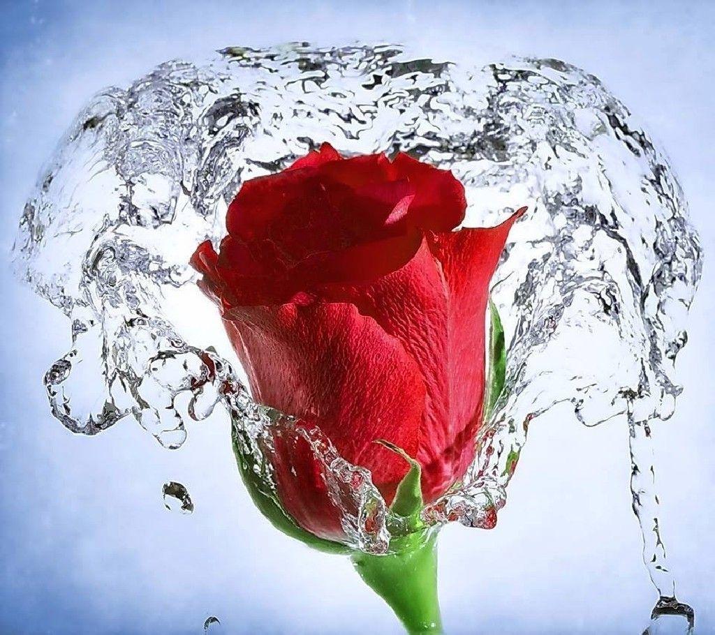 Rose water desenho flower flower HD phone wallpaper  Peakpx
