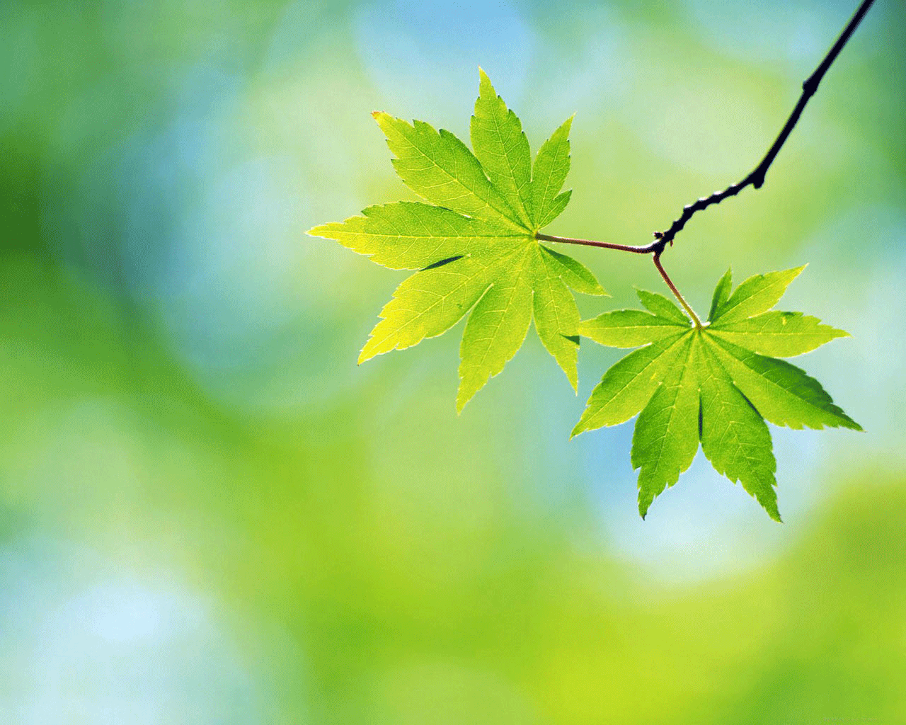 1280x1024 Free download Mentos Wallpaper Wallpaper Nature Spring [1280x1024] for your Desktop, Mobile & Tablet. Explore Refresh Wallpaper. Refresh Wallpaper