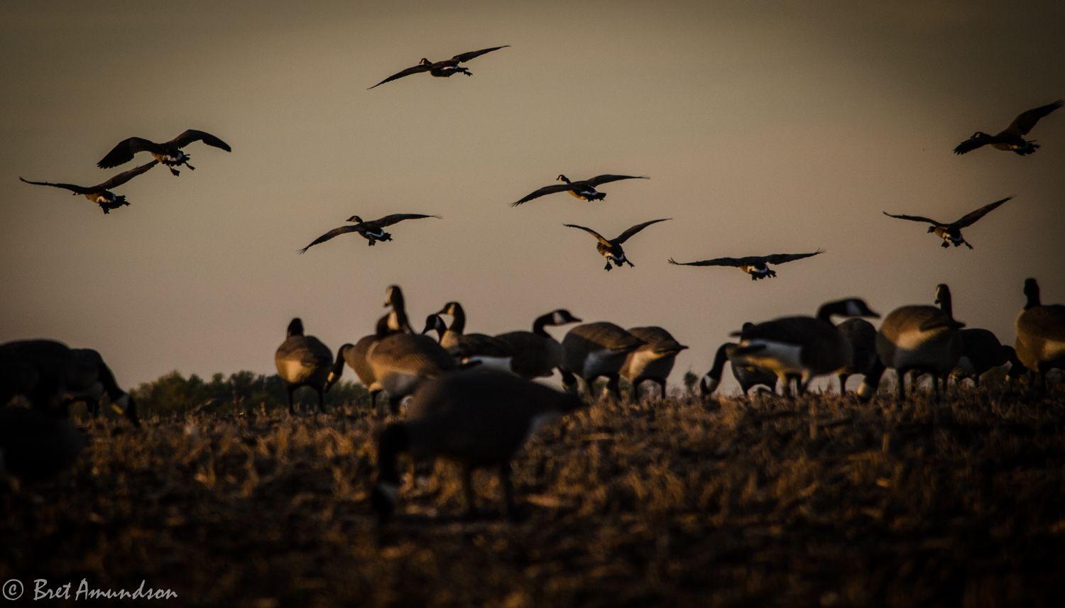 1500x857 Duck Hunting Wallpaper wallpaper Collections