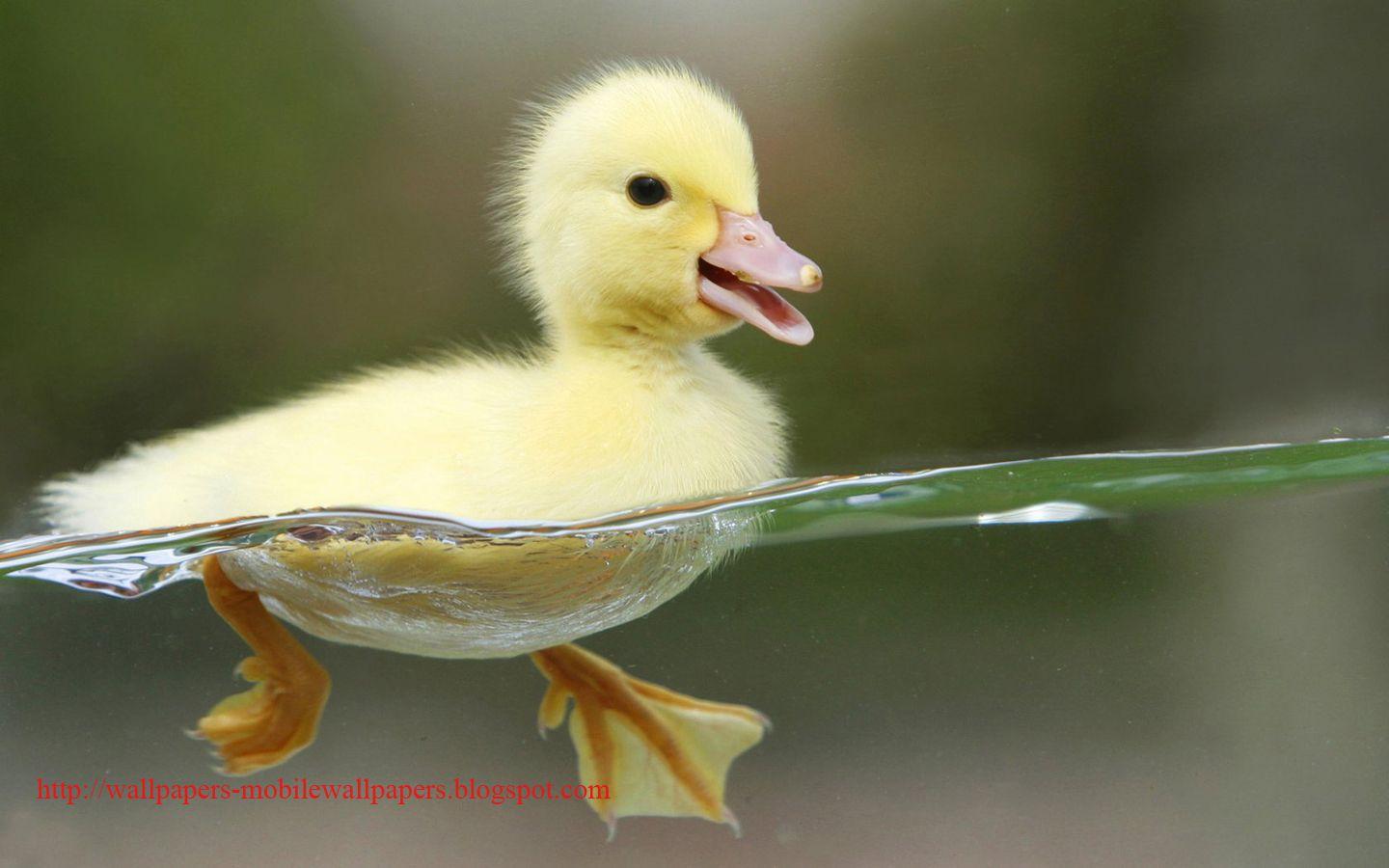 1440x900 Home Insurance: Heart Touching Refresh Duck Wallpaper