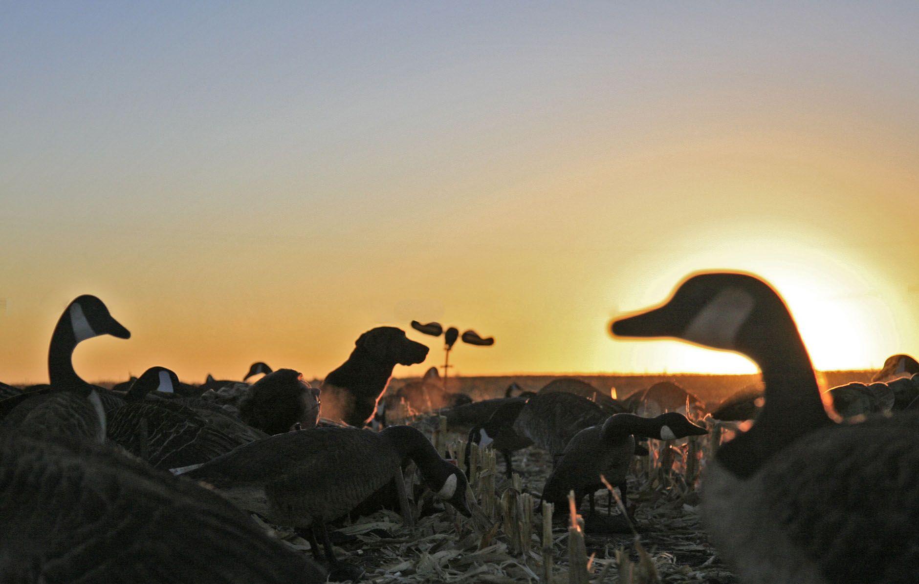 1880x1196 WATERFOWL Hunting, Duck and Goose hunting Photo
