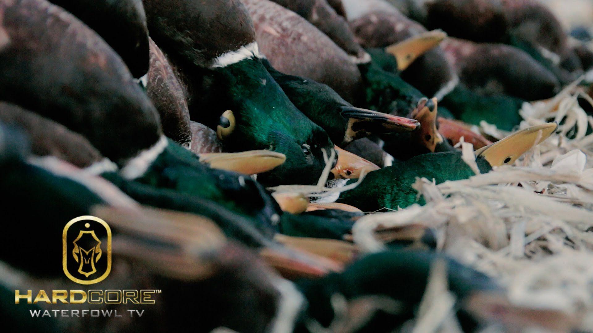 1920x1080 Duck Hunting: 10 Man Limit of Mallards Core Waterfowl TV