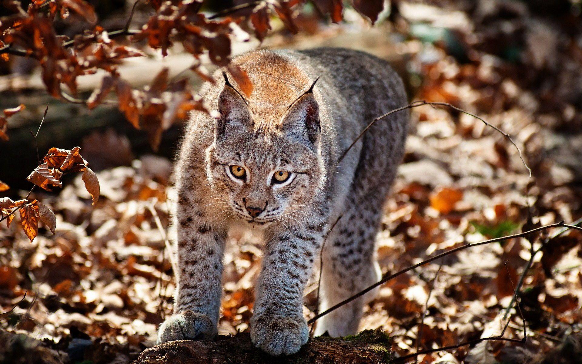 Wildcat Wallpapers Top Free Wildcat Backgrounds WallpaperAccess Wildcat Wallpapers Top Free Wildcat Backgrounds WallpaperAccess