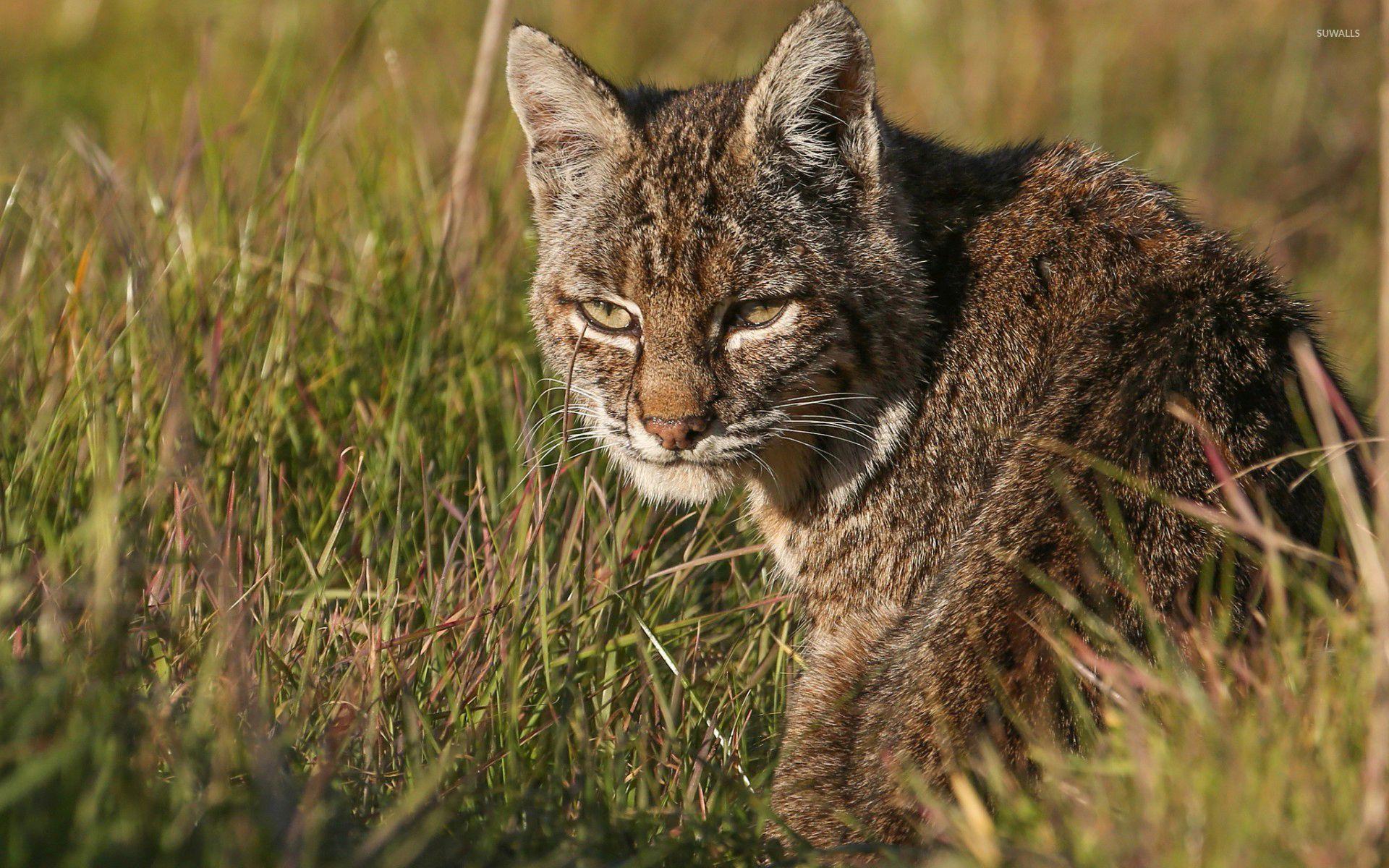 1600x900 Wild Cat 1600x900 Resolution HD 4k Wallpapers Images  Backgrounds Photos and Pictures