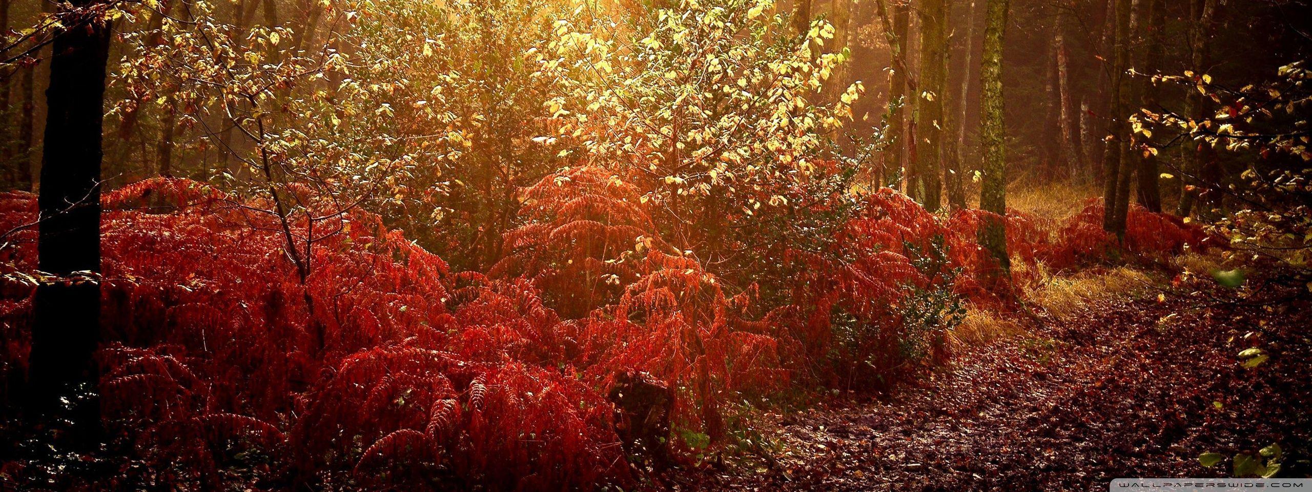 2560x960 Autumn Forest Ultra HD Desktop Background Wallpaper for 4K UHD TV : Multi Display, Dual Monitor : Tablet