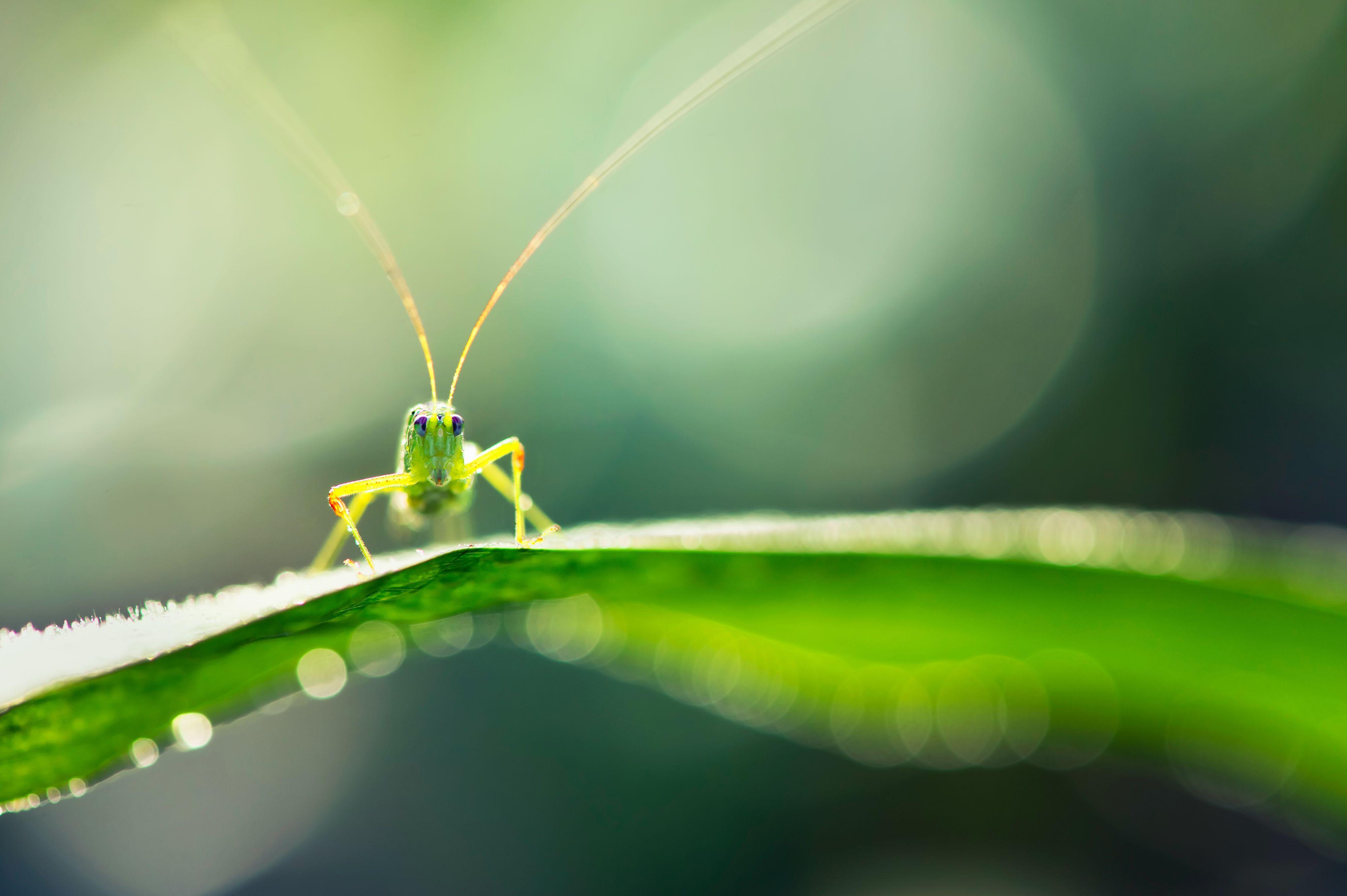 4000x2663 Grasshopper Wallpaper