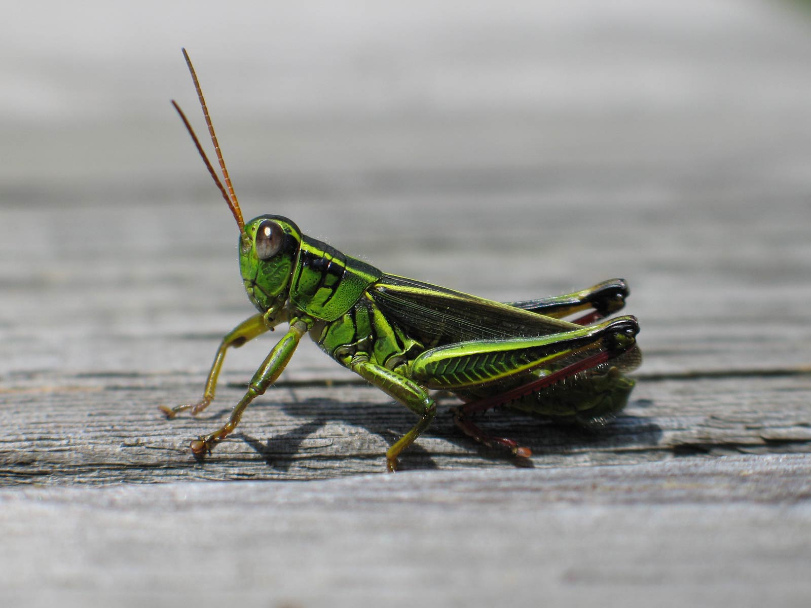 1600x1200 Grasshopper Wallpaper and background