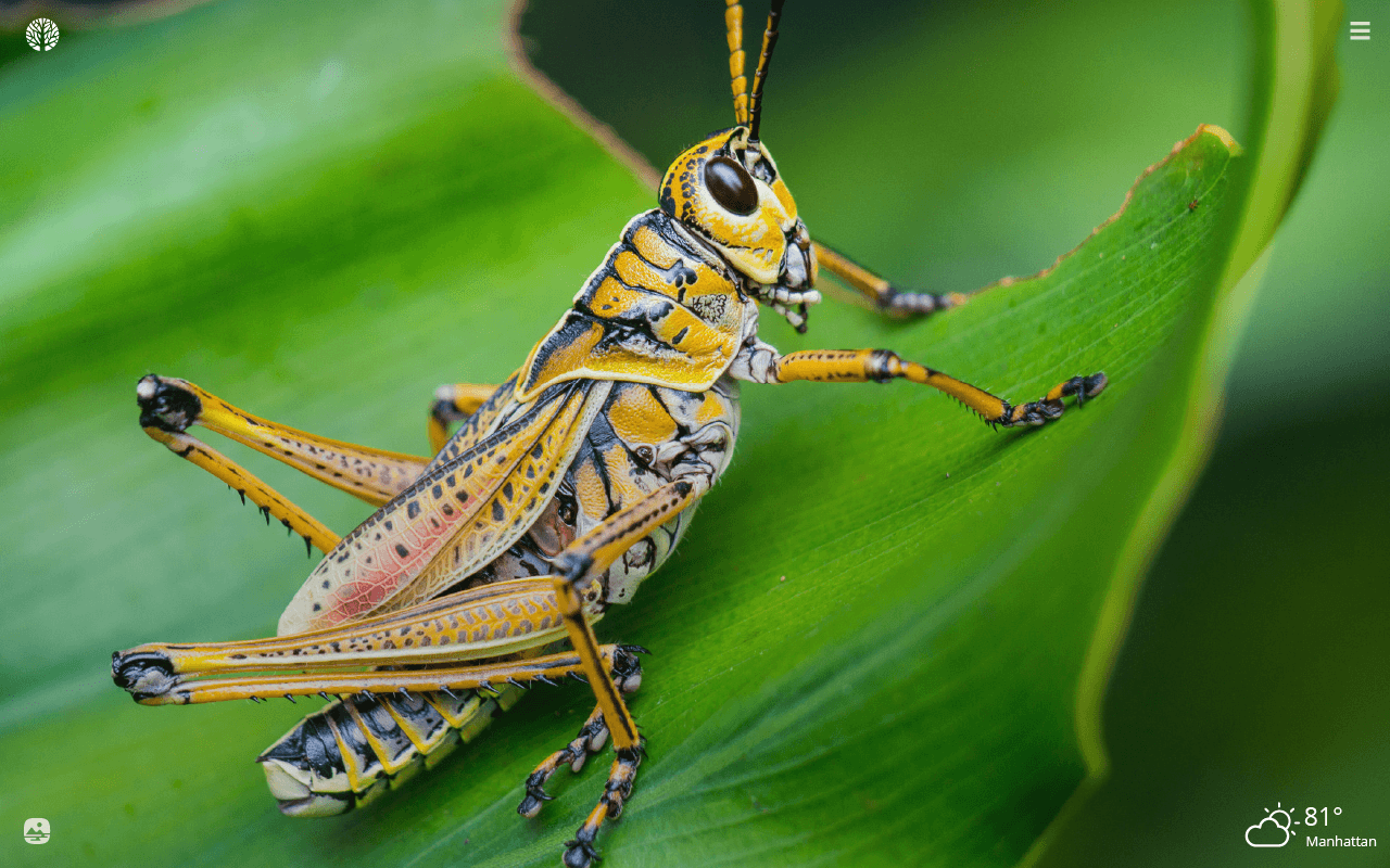 Grasshopper Wallpapers - Top Free Grasshopper Backgrounds - WallpaperAccess