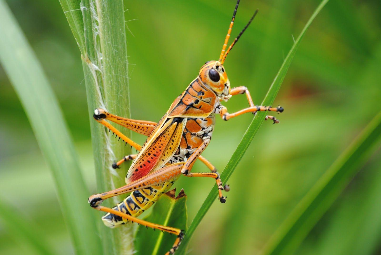 Grasshopper Wallpapers - Top Free Grasshopper Backgrounds - Wallpaperaccess