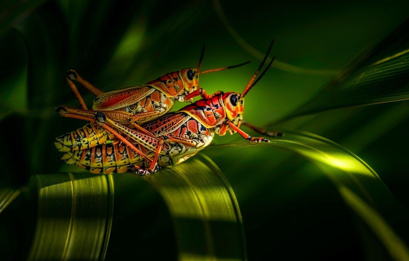 Grasshopper Wallpapers - Top Free Grasshopper Backgrounds - WallpaperAccess