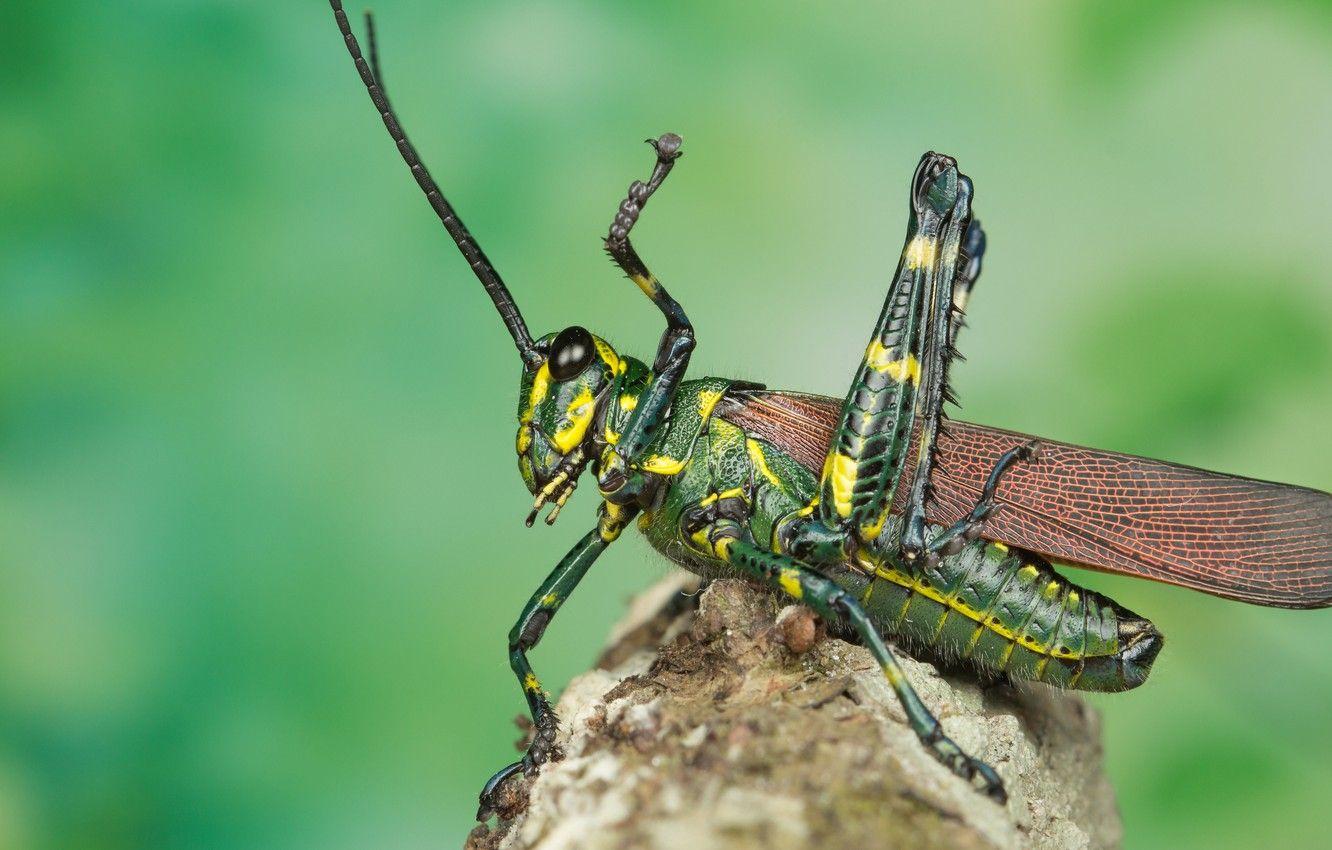 1332x850 Wallpaper mustache, macro, pose, green, background, stone, legs, insect, grasshopper image for desktop, section макро