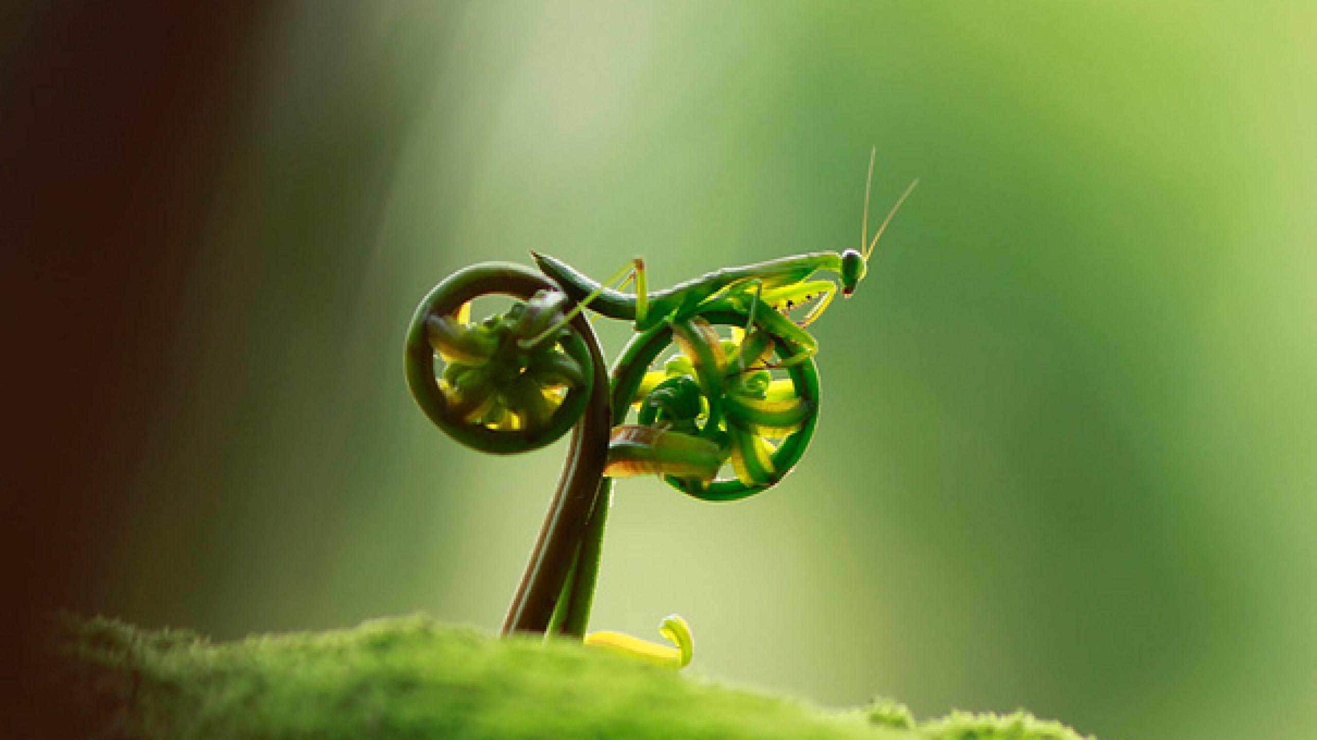 2560x1440 Amazing Grasshopper Wallpaper. All is Wall