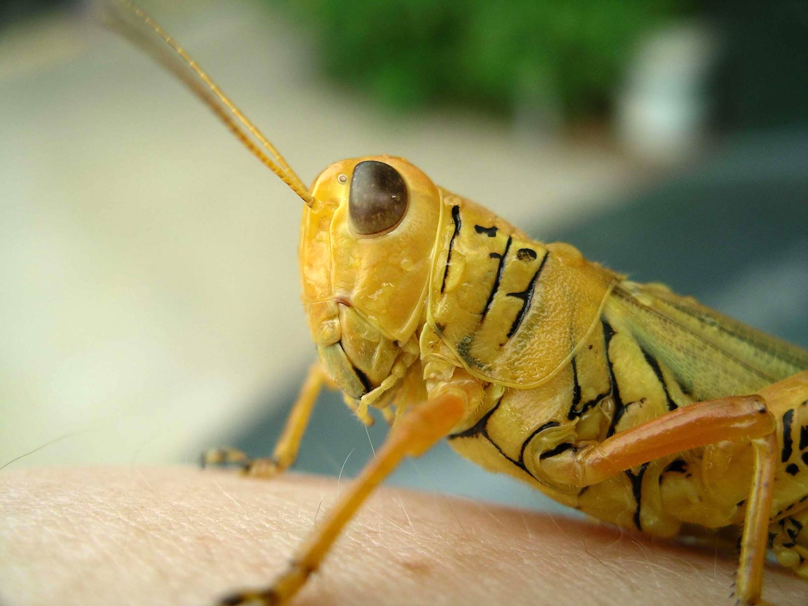 1600x1200 Free Grasshopper Wallpaper