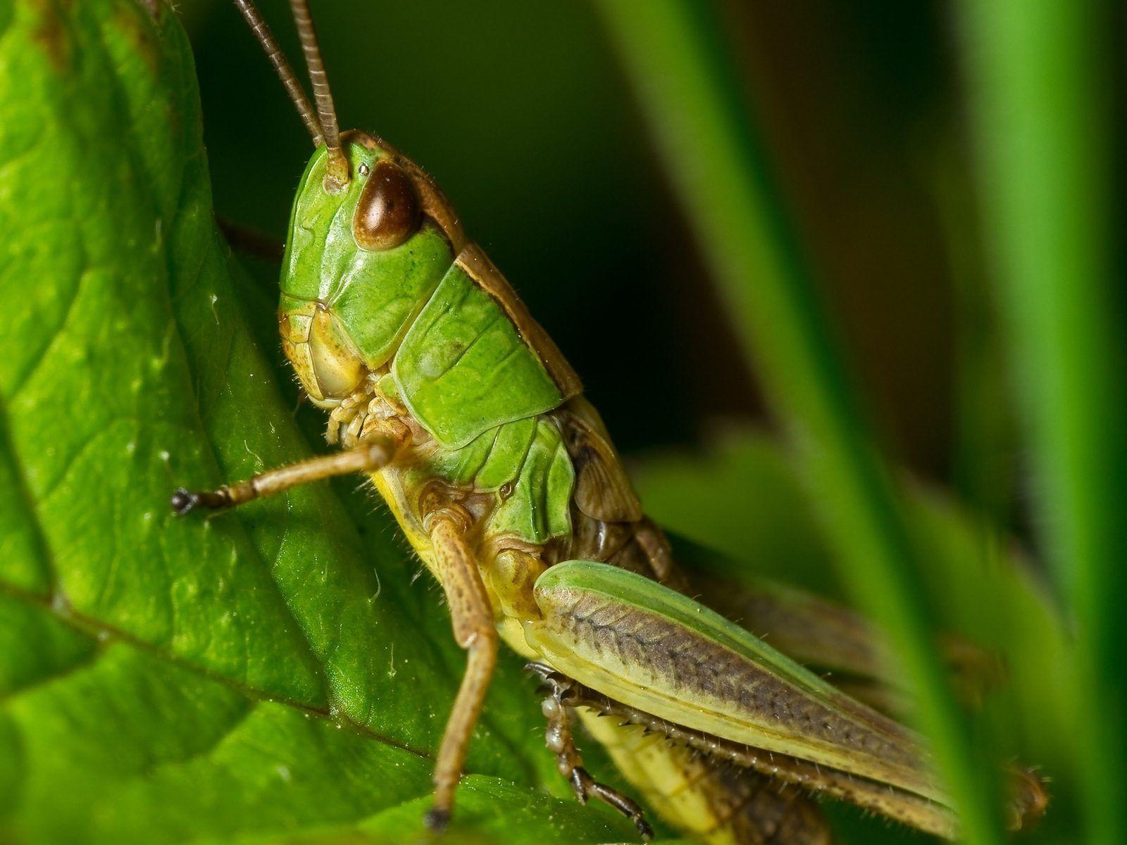 1600x1200 Grasshopper Wallpaper. HD Wallpaper Background