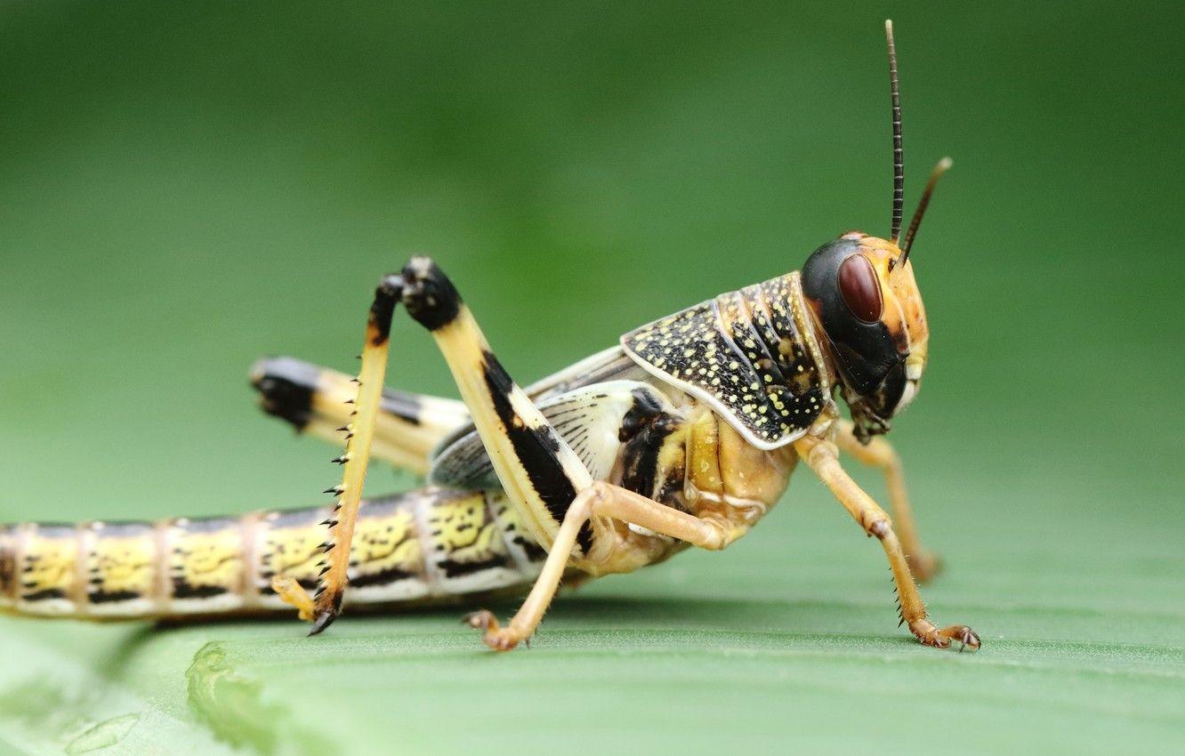1332x850 Wallpaper macro, background, insect, grasshopper image for desktop, section макро