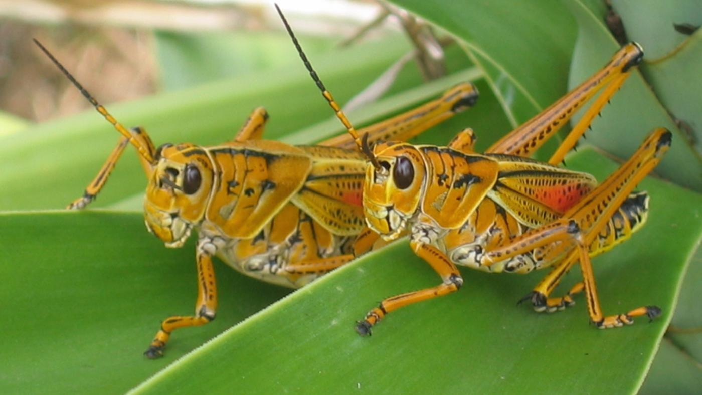 1400x788 Grasshopper wallpaper, Animal, HQ Grasshopper pictureK Wallpaper 2019