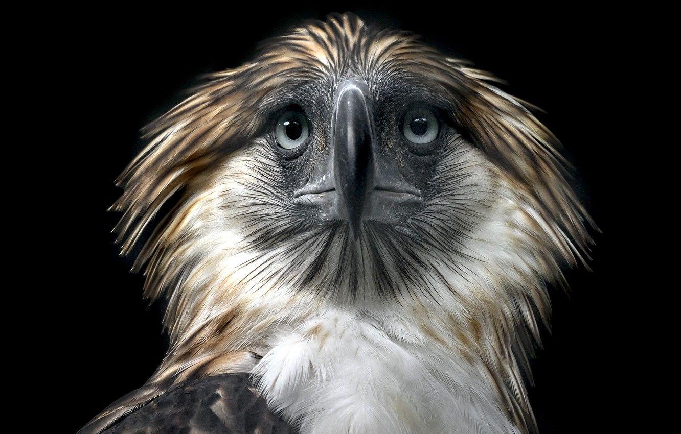 1332x850 Wallpaper background, bird, Philippine Eagle image for desktop, section животные