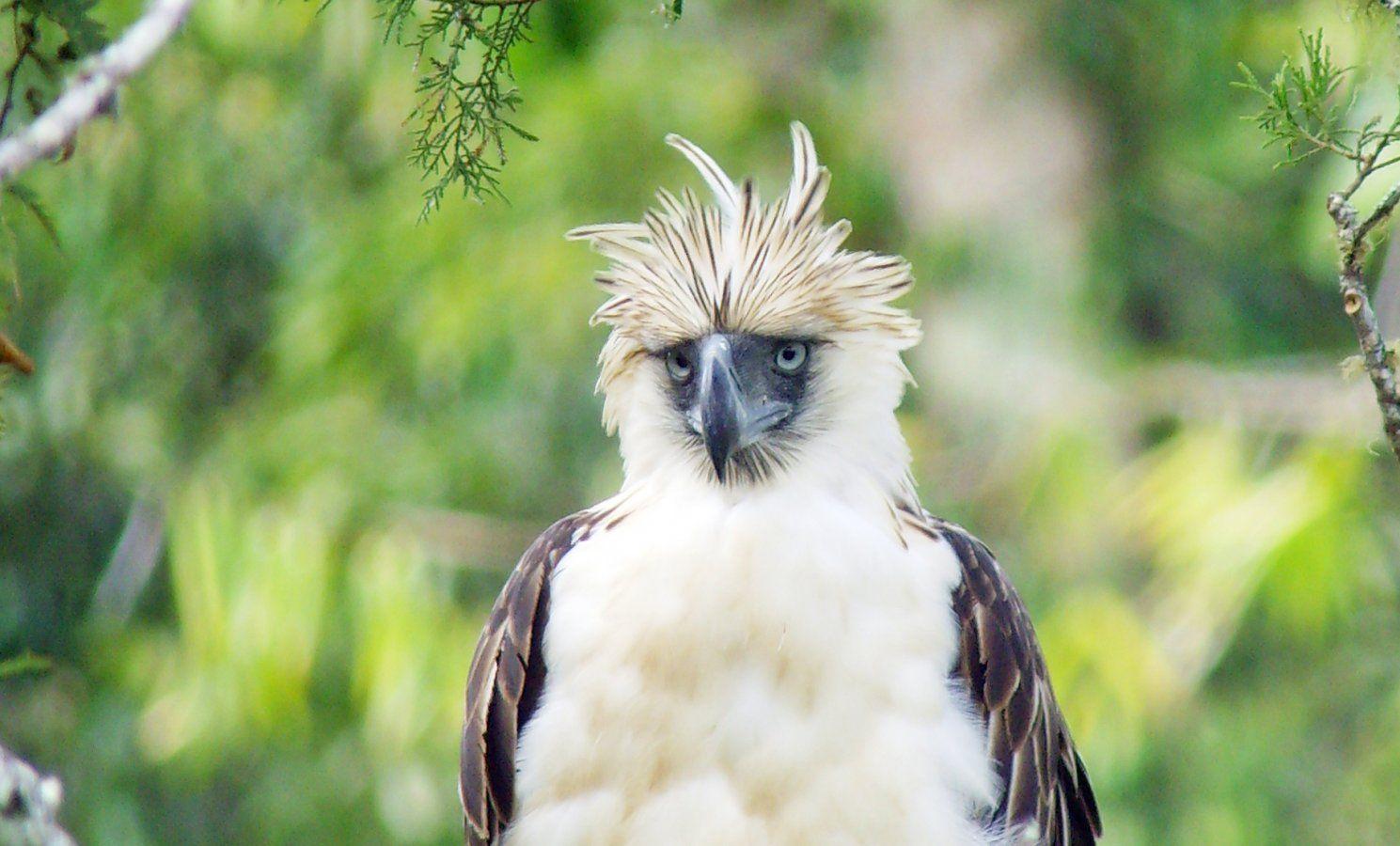 1489x900 Former drug users turn conservationists to save the Philippine Eagle