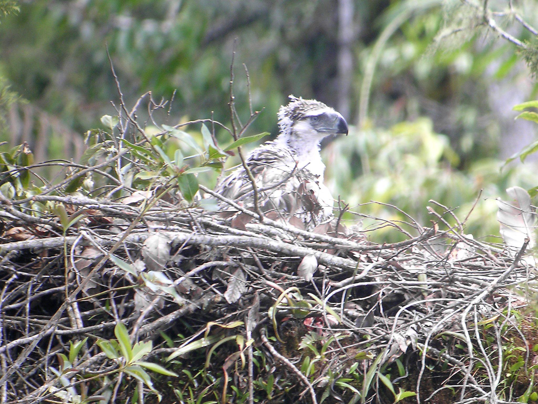 2048x1536 Philippine Eagle with