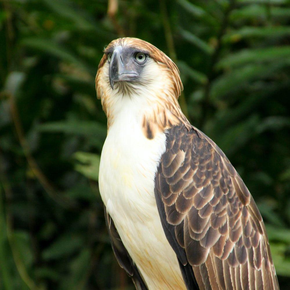 Philippine Eagle Wallpapers - Top Free Philippine Eagle Backgrounds ...