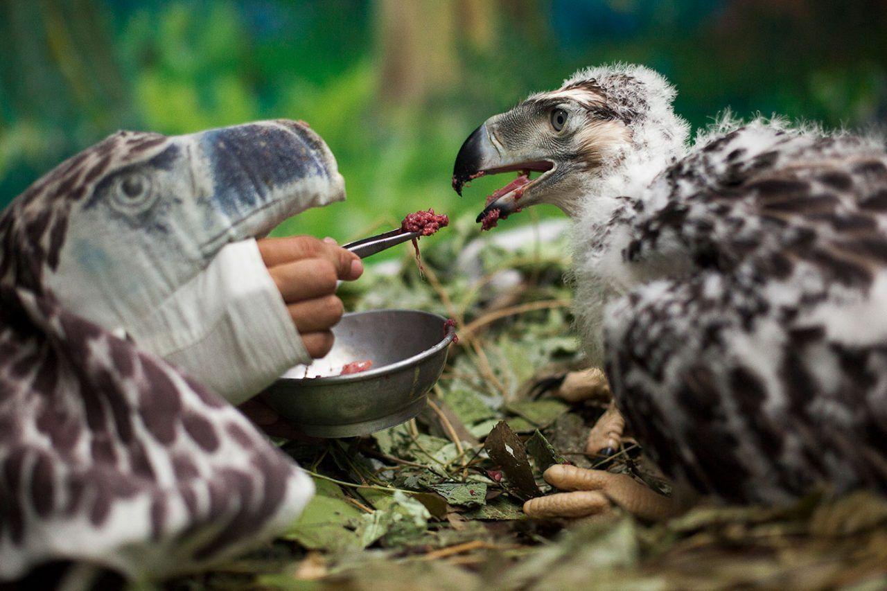 1280x853 In the Aerie of the Philippine Eagle. All About Birds All About Birds