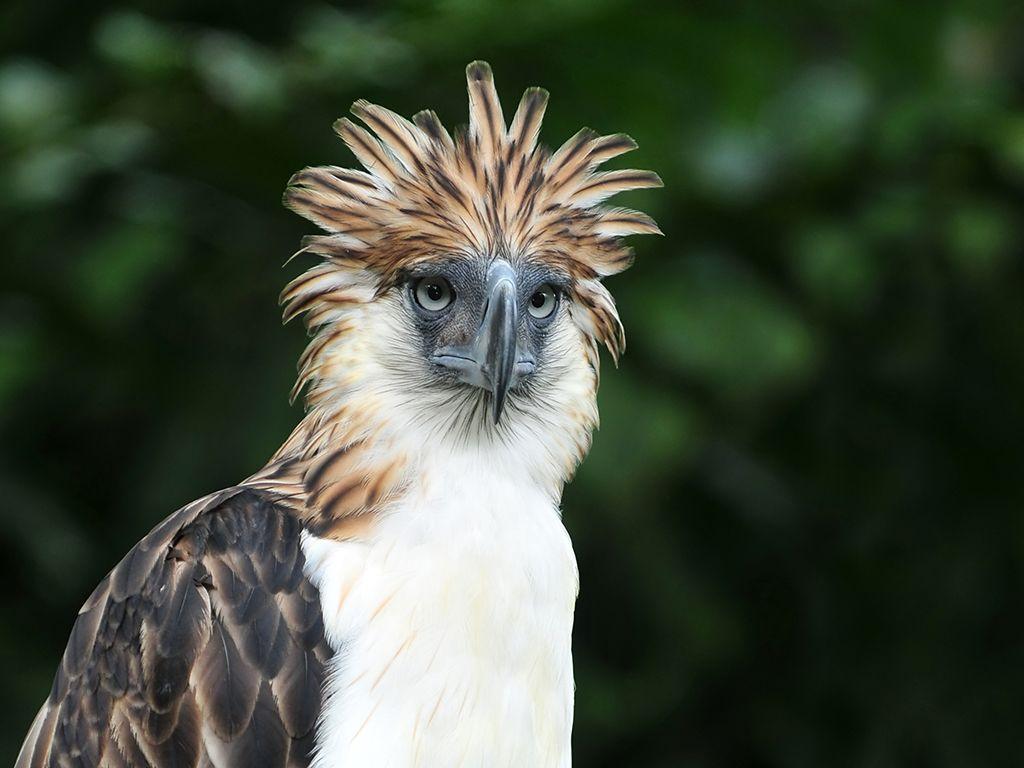 Philippine Eagle Wallpapers - Top Free Philippine Eagle Backgrounds ...