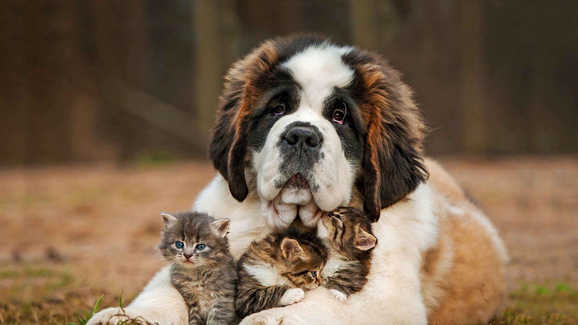 1920x1080 saint bernard, dog, kitten, puppy, grass [1920x1080]