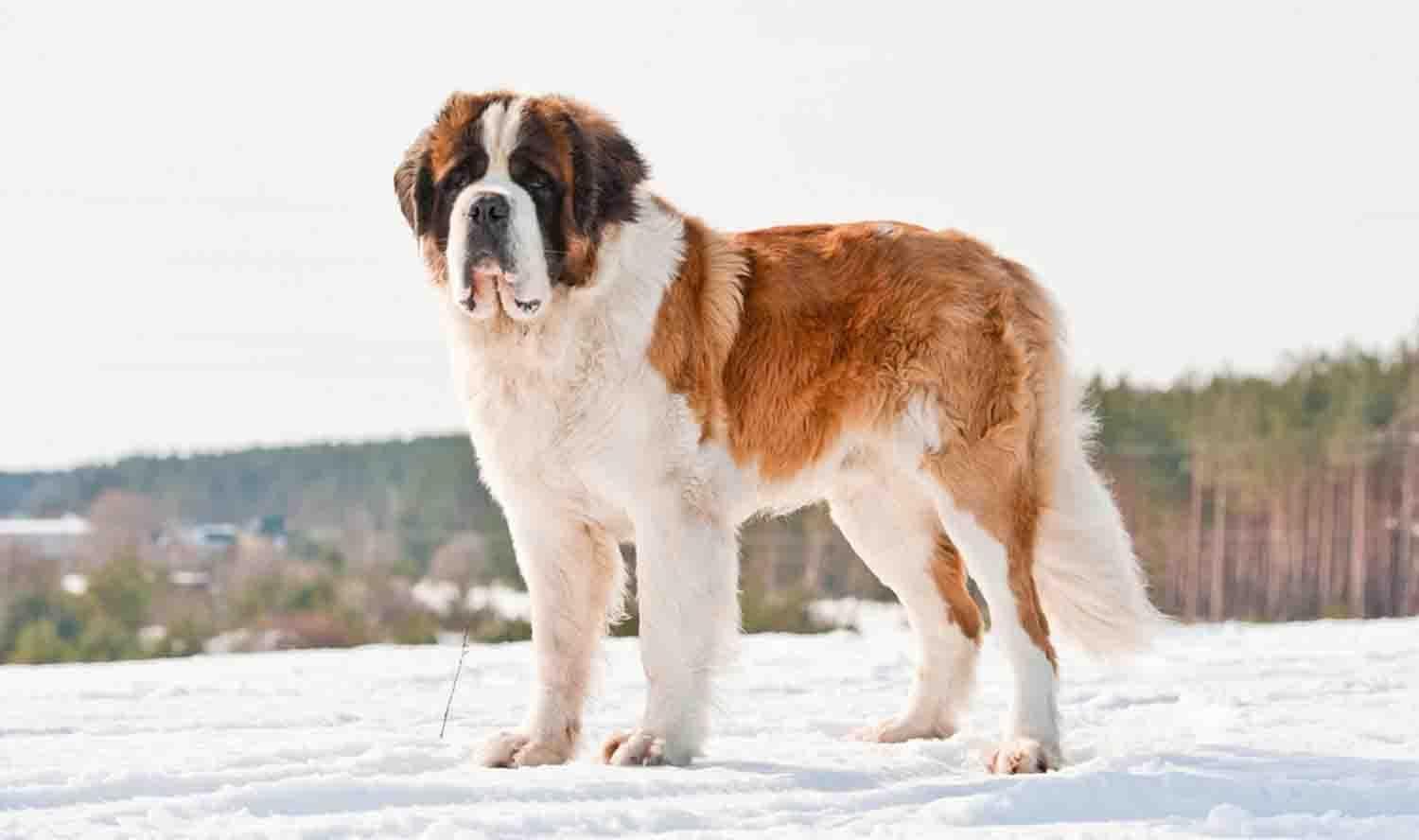 1500x888 St Bernard Wallpaper