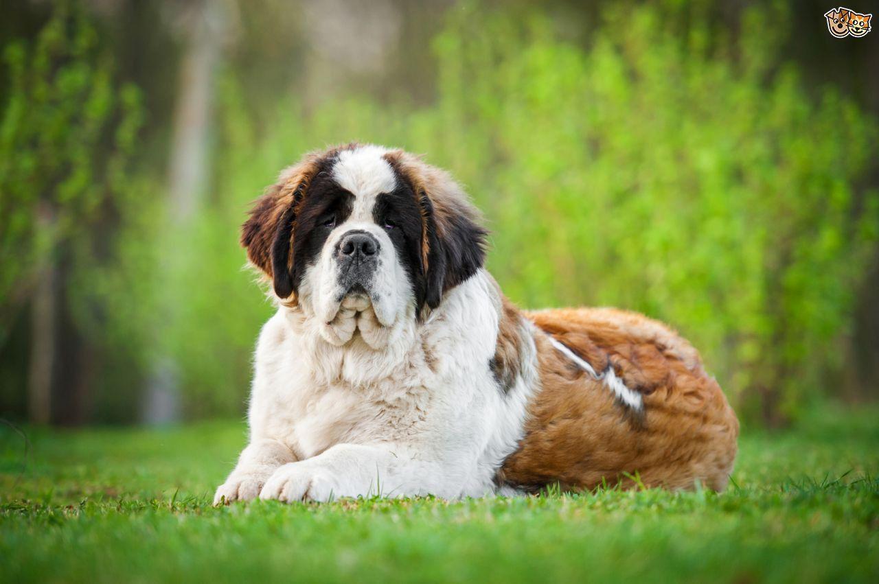 Saint Bernard Wallpapers - Top Free Saint Bernard Backgrounds ...