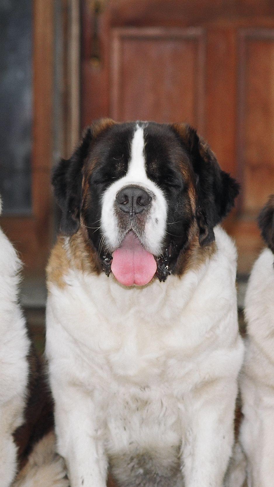 938x1668 Download Wallpaper 938x1668 St Bernards, Three, Dogs, Loyalty Iphone 8 7 6s 6 For Parallax HD Background