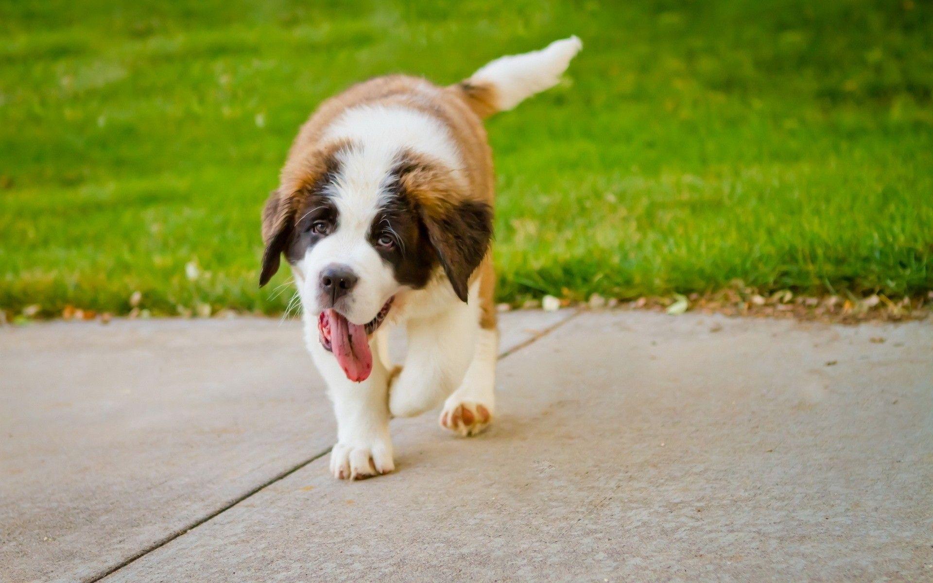 1920x1200 Saint Bernard Desktop Wallpaper HD 19582 1920x1200px