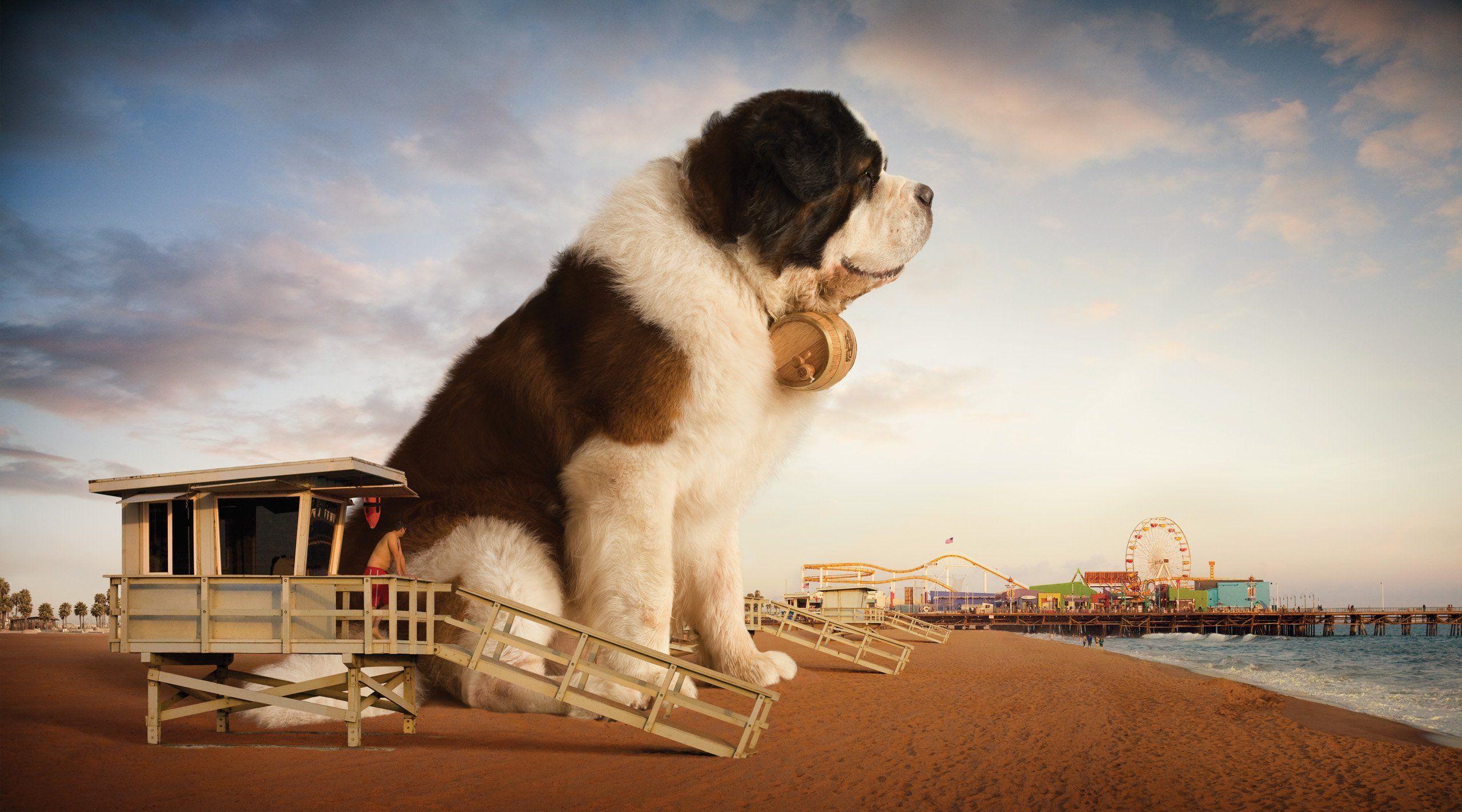 2560x1423 Free download ST BERNARD dog dogs wallpaper 2560x1423 520783 WallpaperUP [2560x1423] for your Desktop, Mobile & Tablet. Explore St Bernard Wallpaper. St Bernard Wallpaper, St Bernard Wallpaper, St Thomas Wallpaper