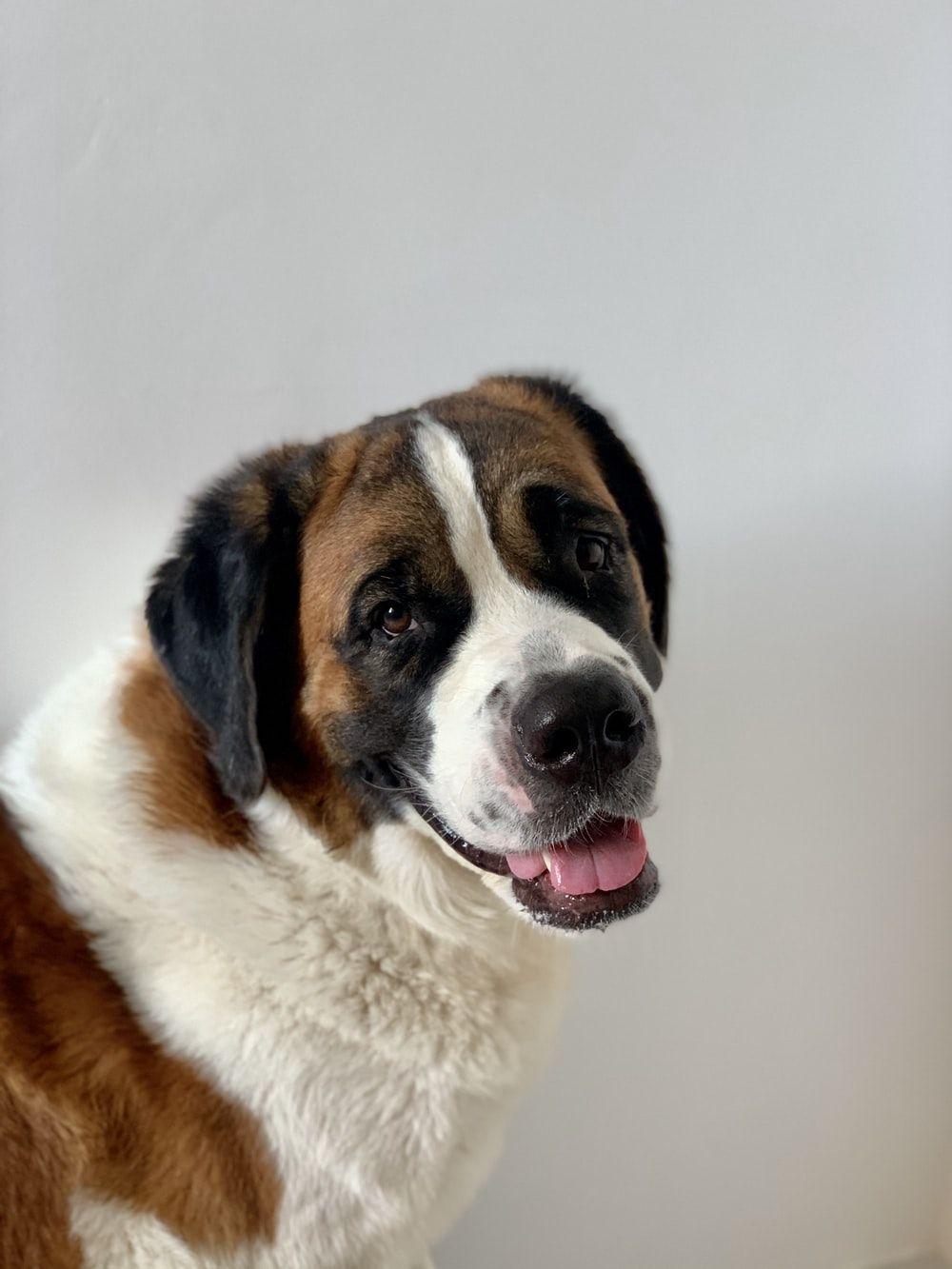 1000x1333 Saint Bernard Picture. Download Free Image