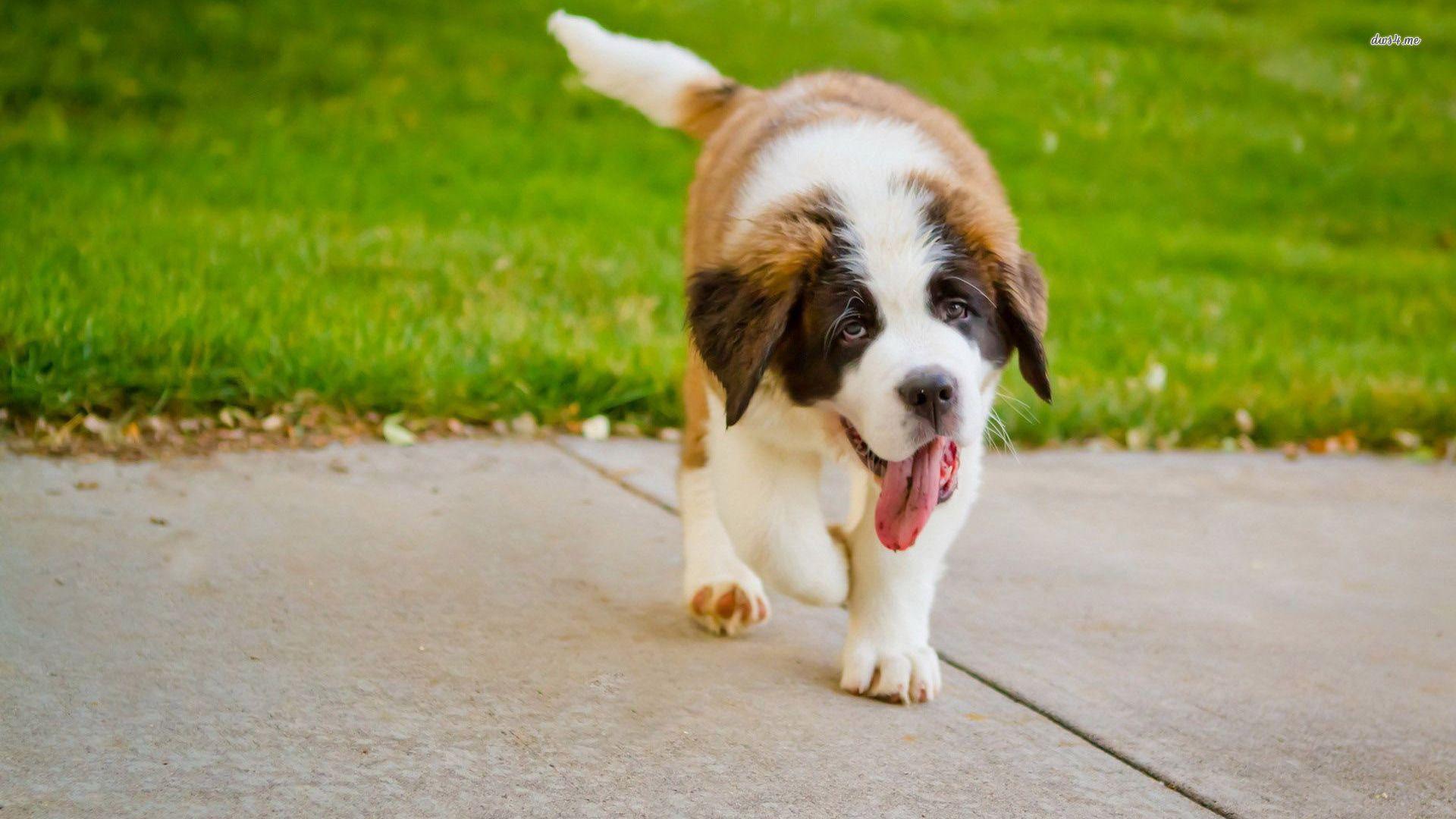 1920x1080 St Bernard Puppies Wallpaper
