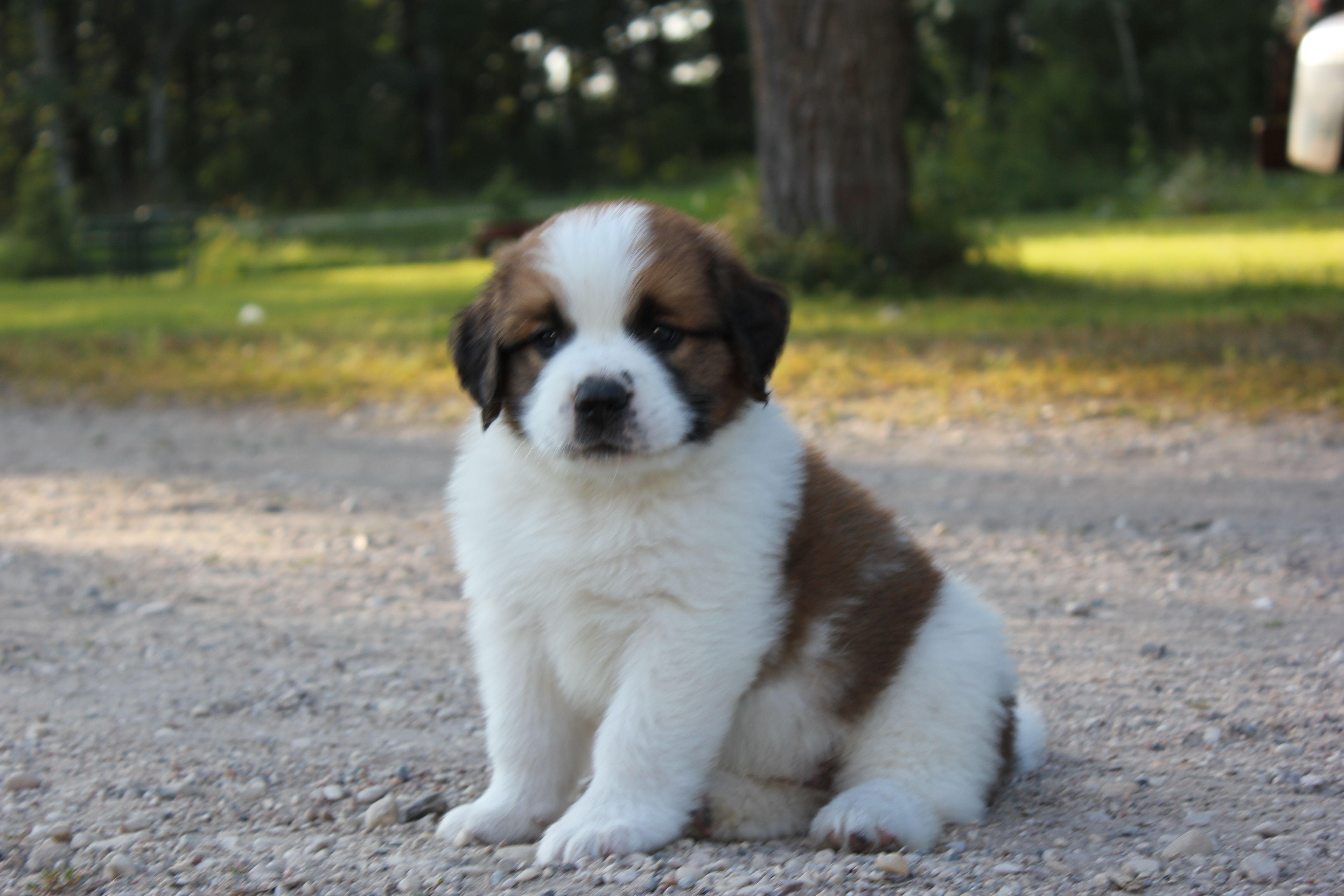 5184x3456 St. Bernard Wallpaper. St. Bernard Wallpaper, Crystal Bernard Wallpaper and Saint Bernard Wallpaper