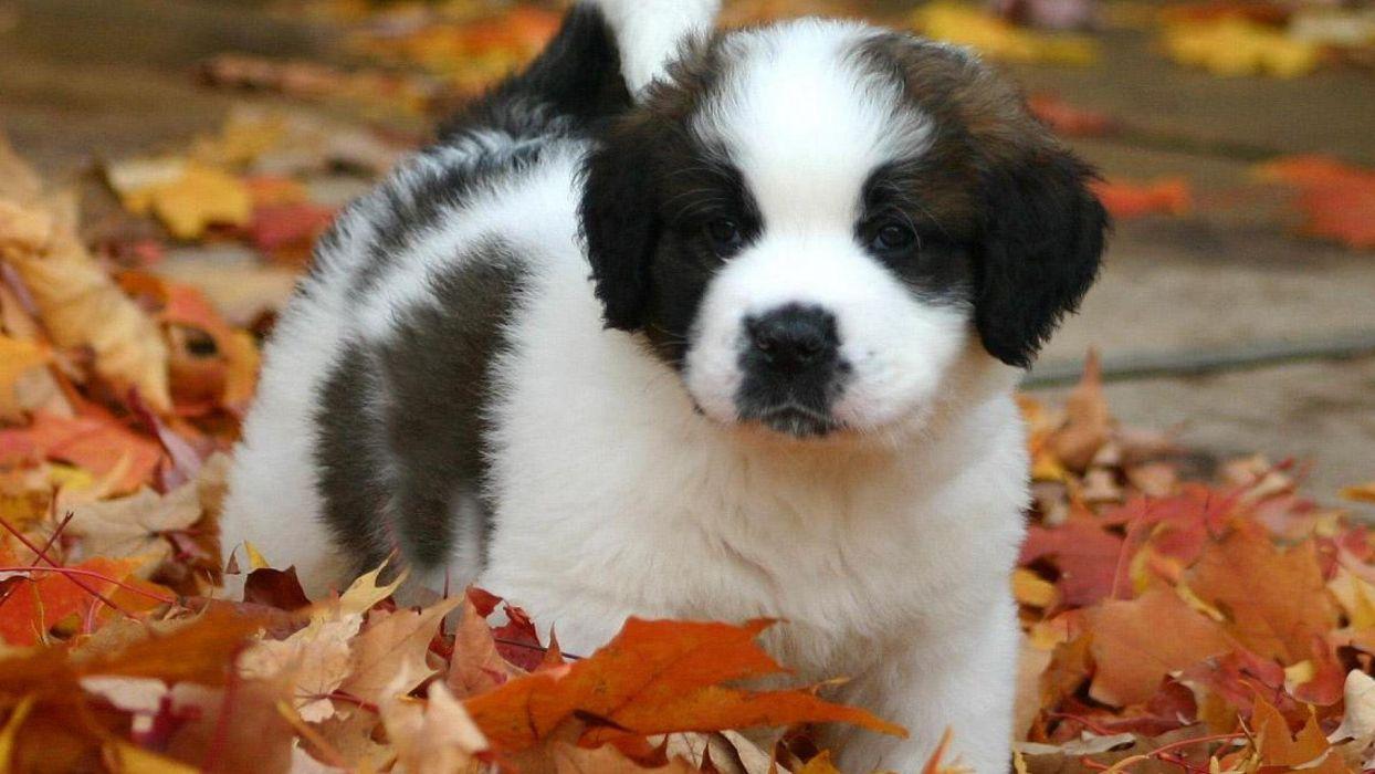 1244x700 ST BERNARD dog dogs puppy puppies wallpaperx1080