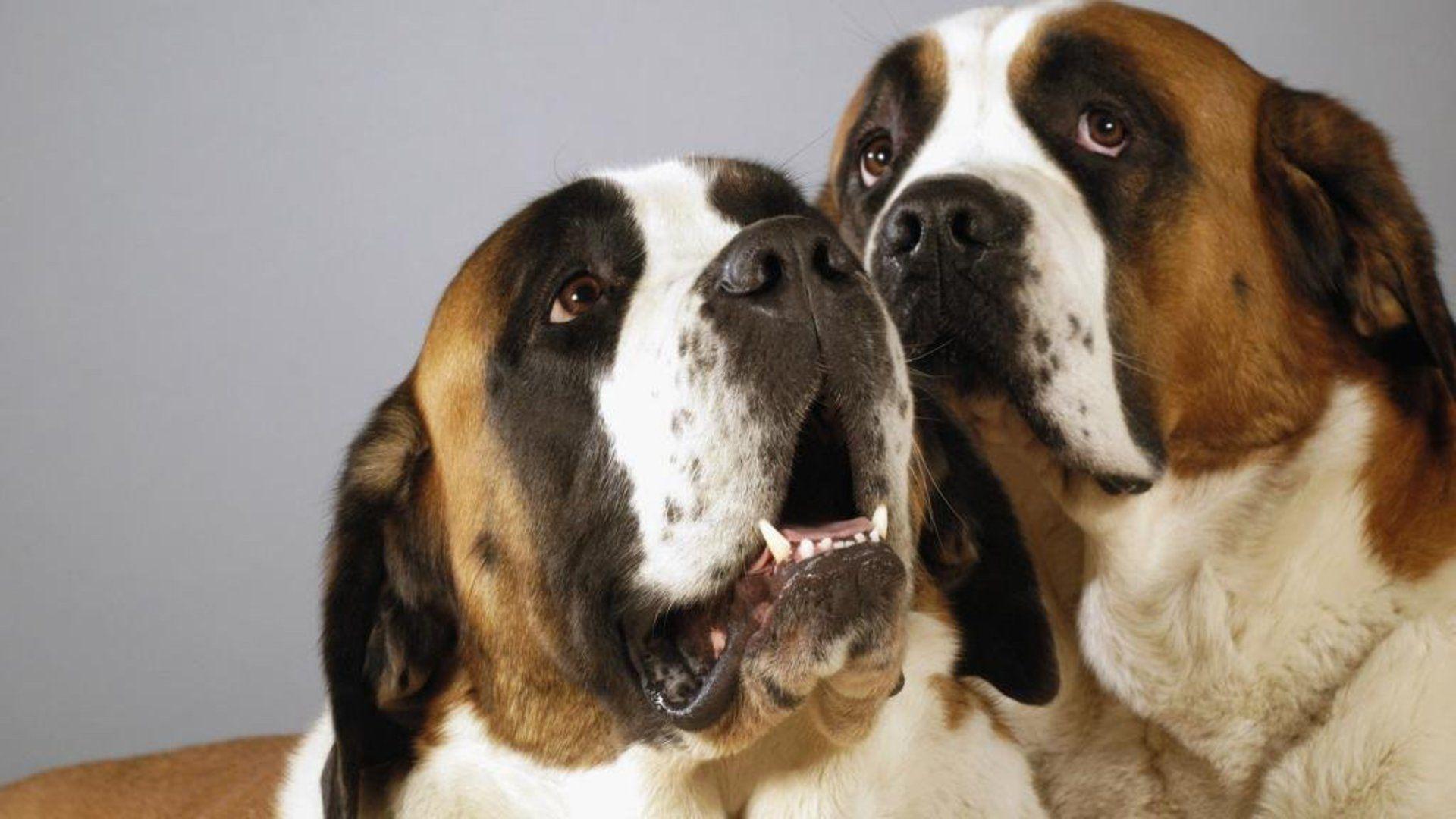 1920x1080 St Bernards wallpaperx1080