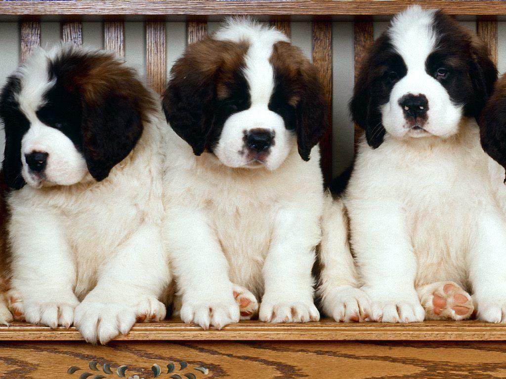 1024x768 Saint Bernards 19587 1024x768px