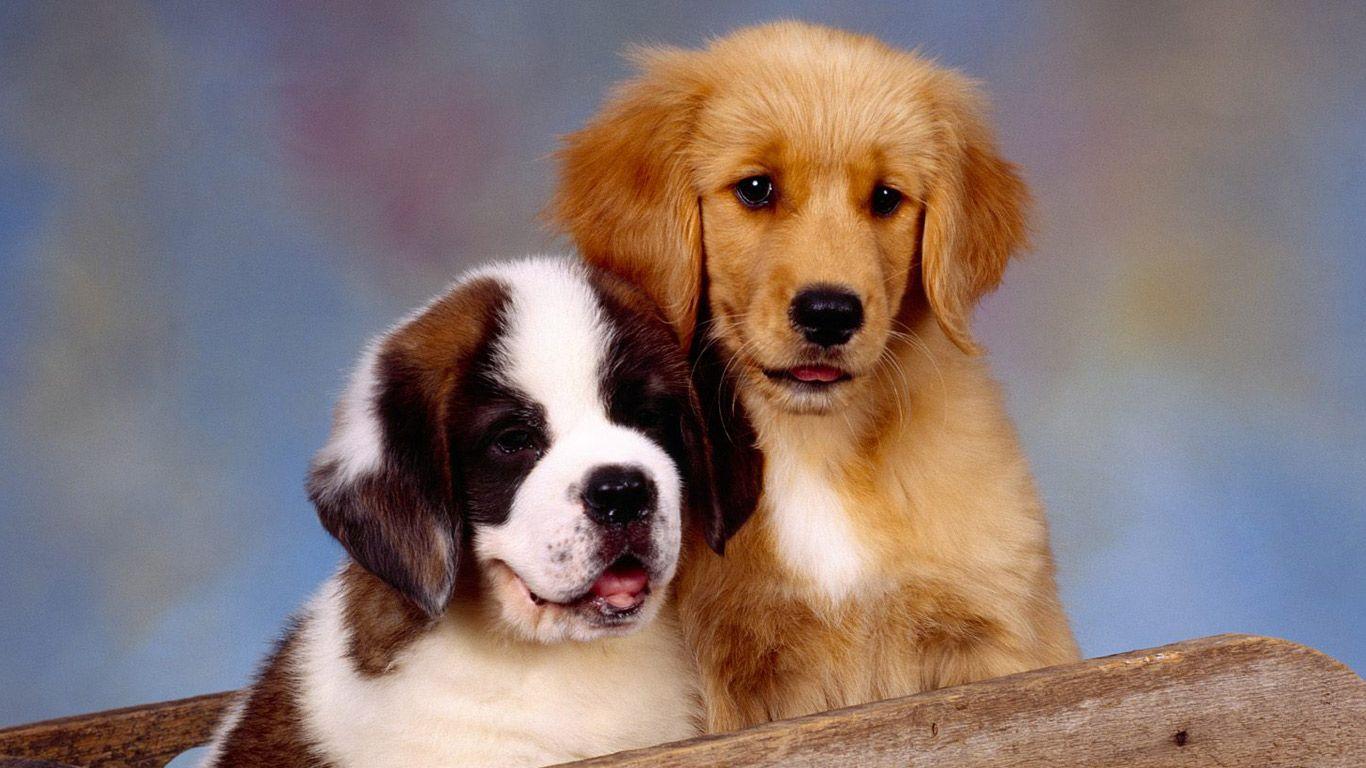 1366x768 Animals Computer St Bernard And Golden Retriever 248697 Wallpaper wallpaper