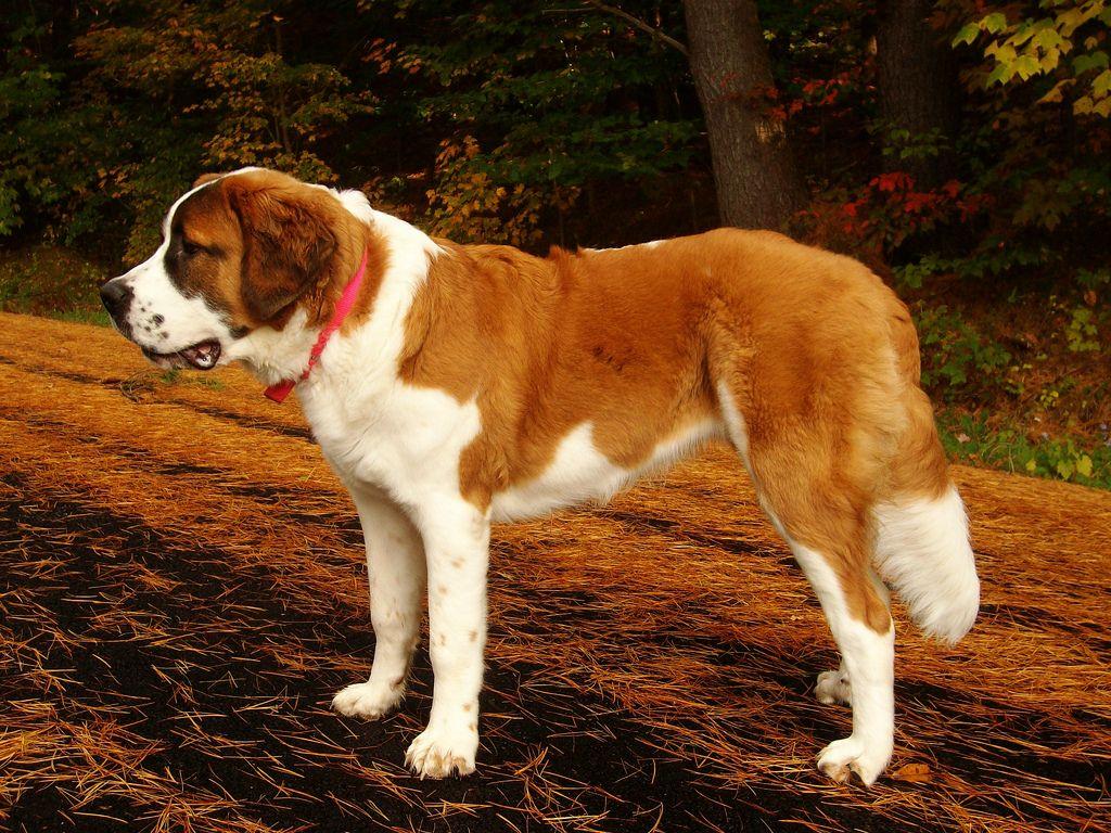 1024x768 St Bernards wallpaperx768