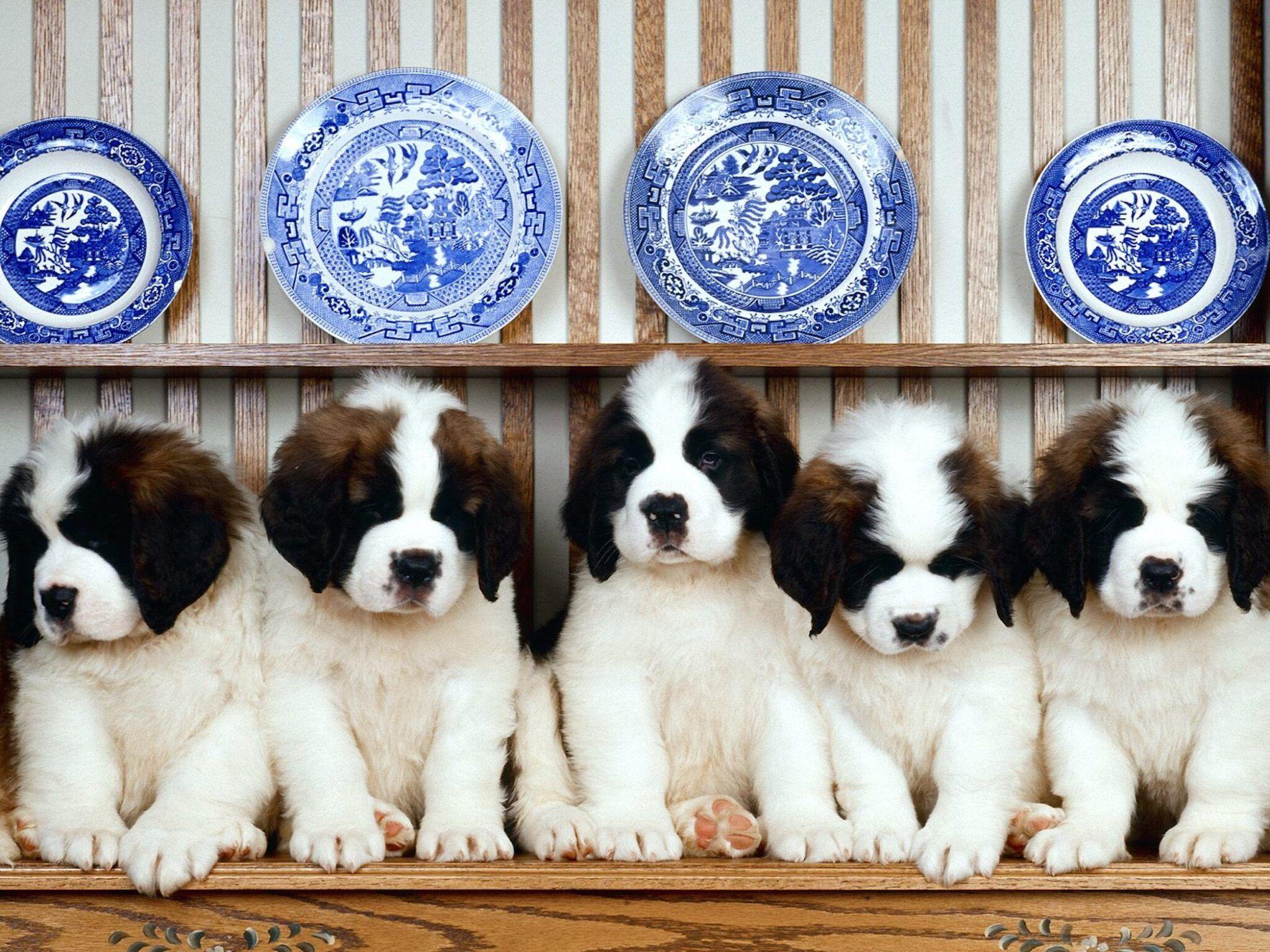 2048x1536 St Bernard Puppies Wallpaper Free Cute Dog Downloads