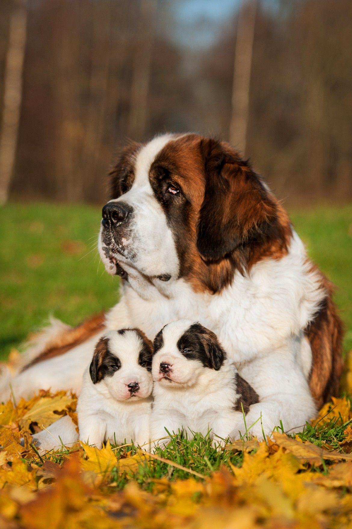 1170x1759 Saint Bernard Wallpaper