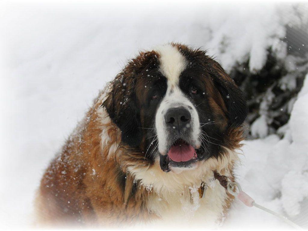 1024x768 Free download Desktop st bernard dogs pics Download 3D HD colour design [1024x768] for your Desktop, Mobile & Tablet. Explore St Bernard Wallpaper. St Bernard Wallpaper, St Bernard Wallpaper