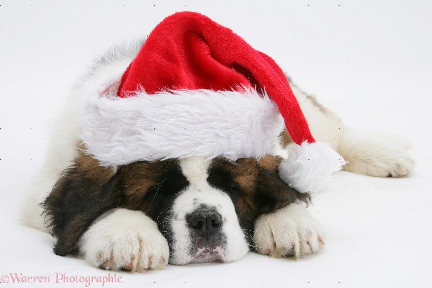 1402x935 Most Beautiful Saint Bernard Puppy Picture And Image