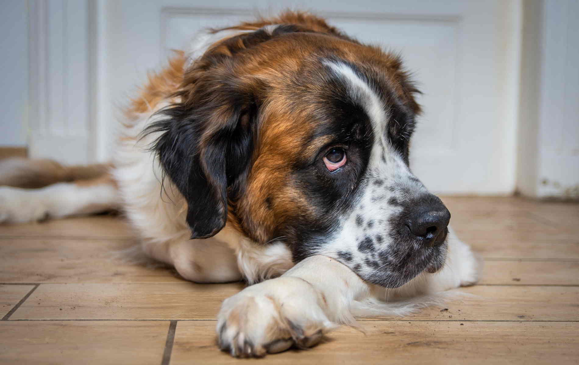 1900x1200 Saint Bernard Picture Puppies