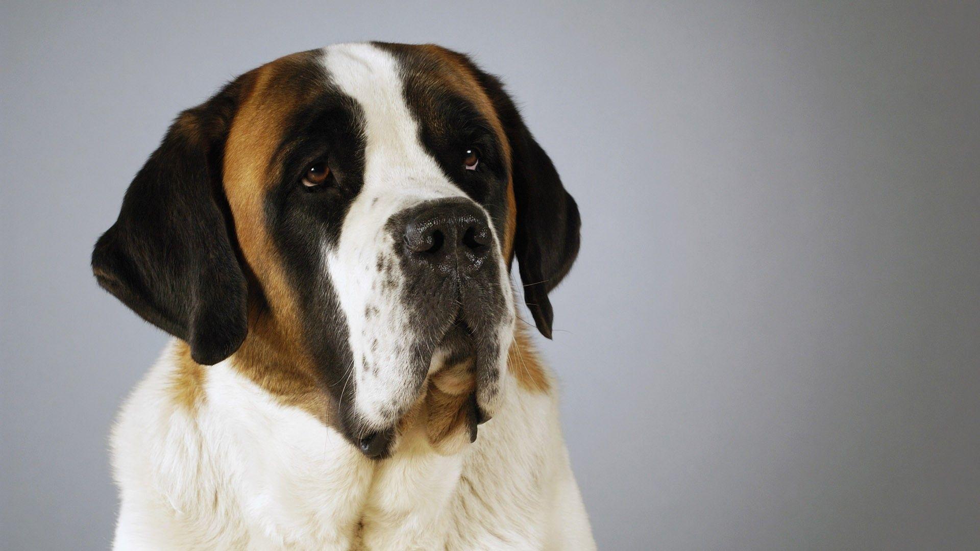 1920x1080 Download Wallpaper 1920x1080 st bernard, dog, muzzle, old, beautiful Full HD 1080p HD Background