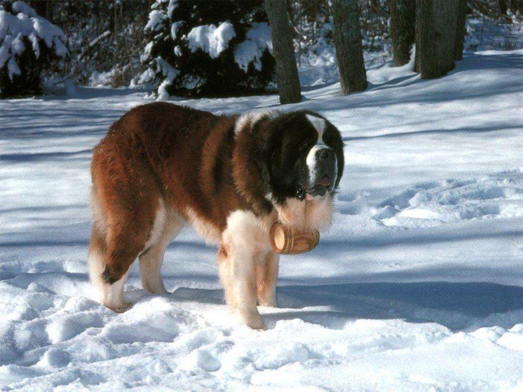 1024x768 Saint Bernard Dog Wallpaper Cute and Docile