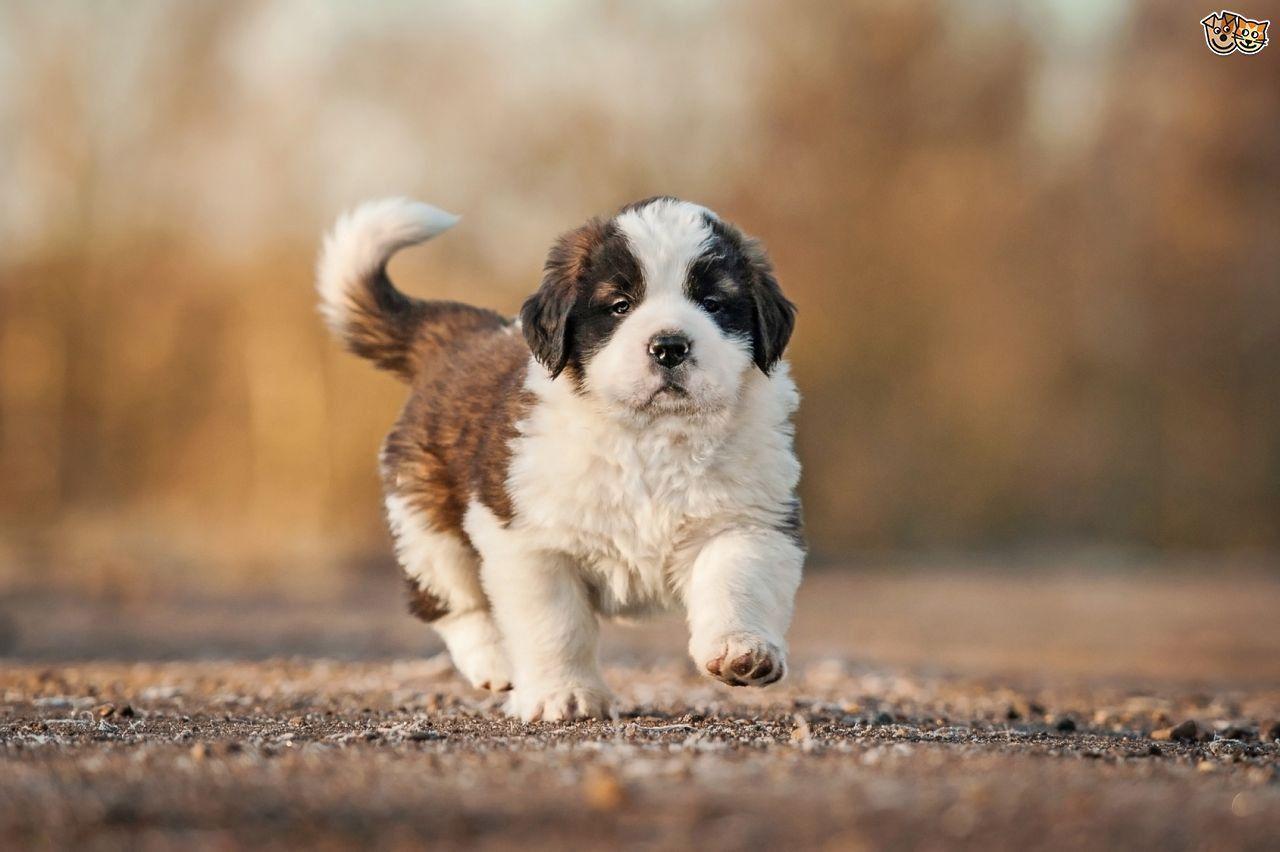 1280x852 Saint Bernard Dog Animal Wallpaper Widescreen